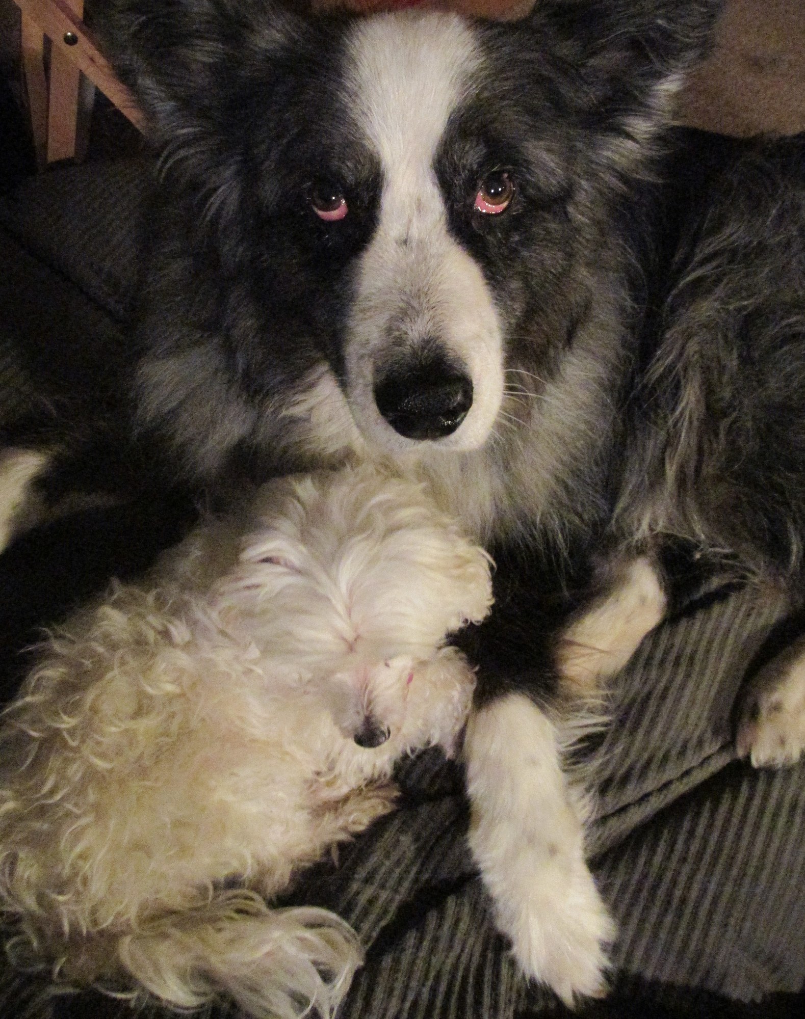 20170118-dino&harley-together01