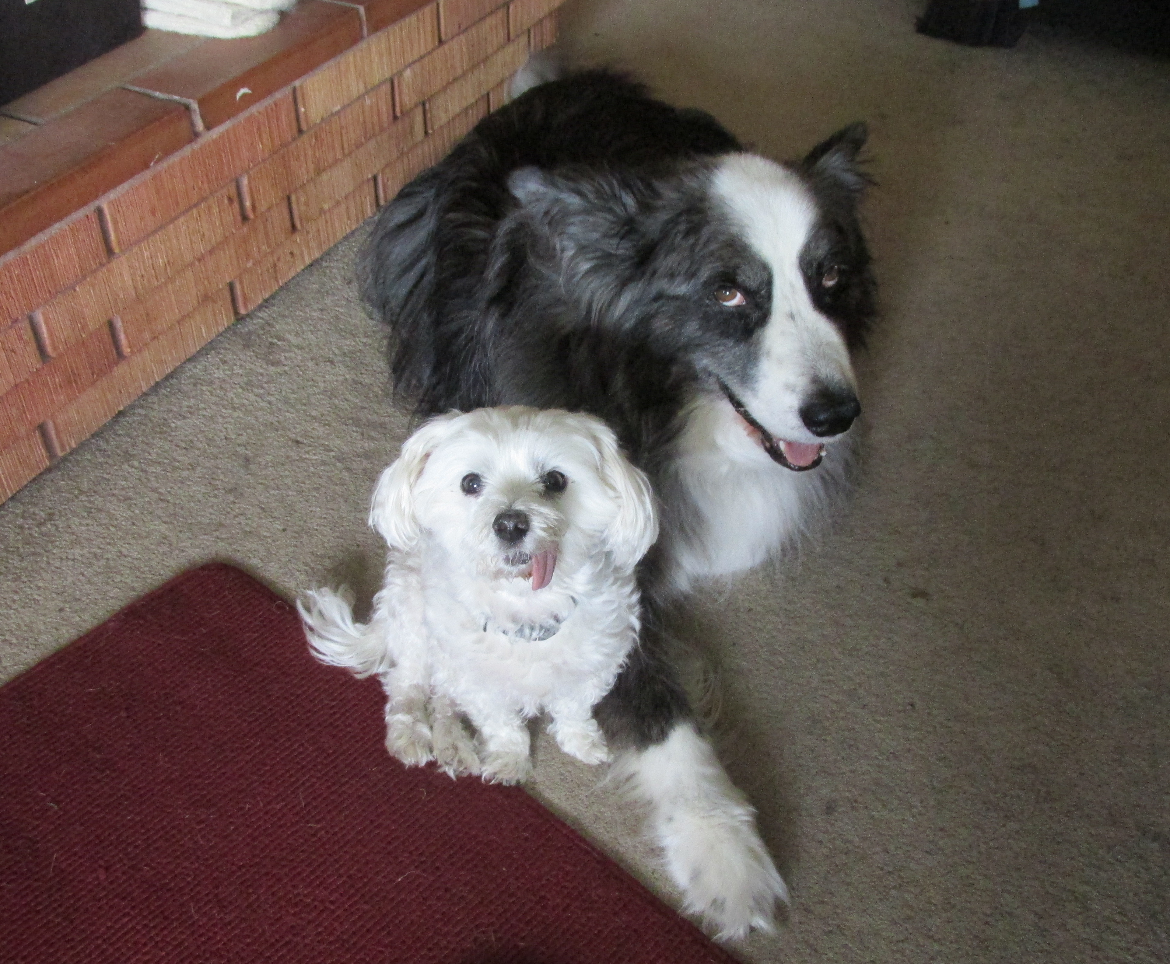 20170427-dino&harley-together2