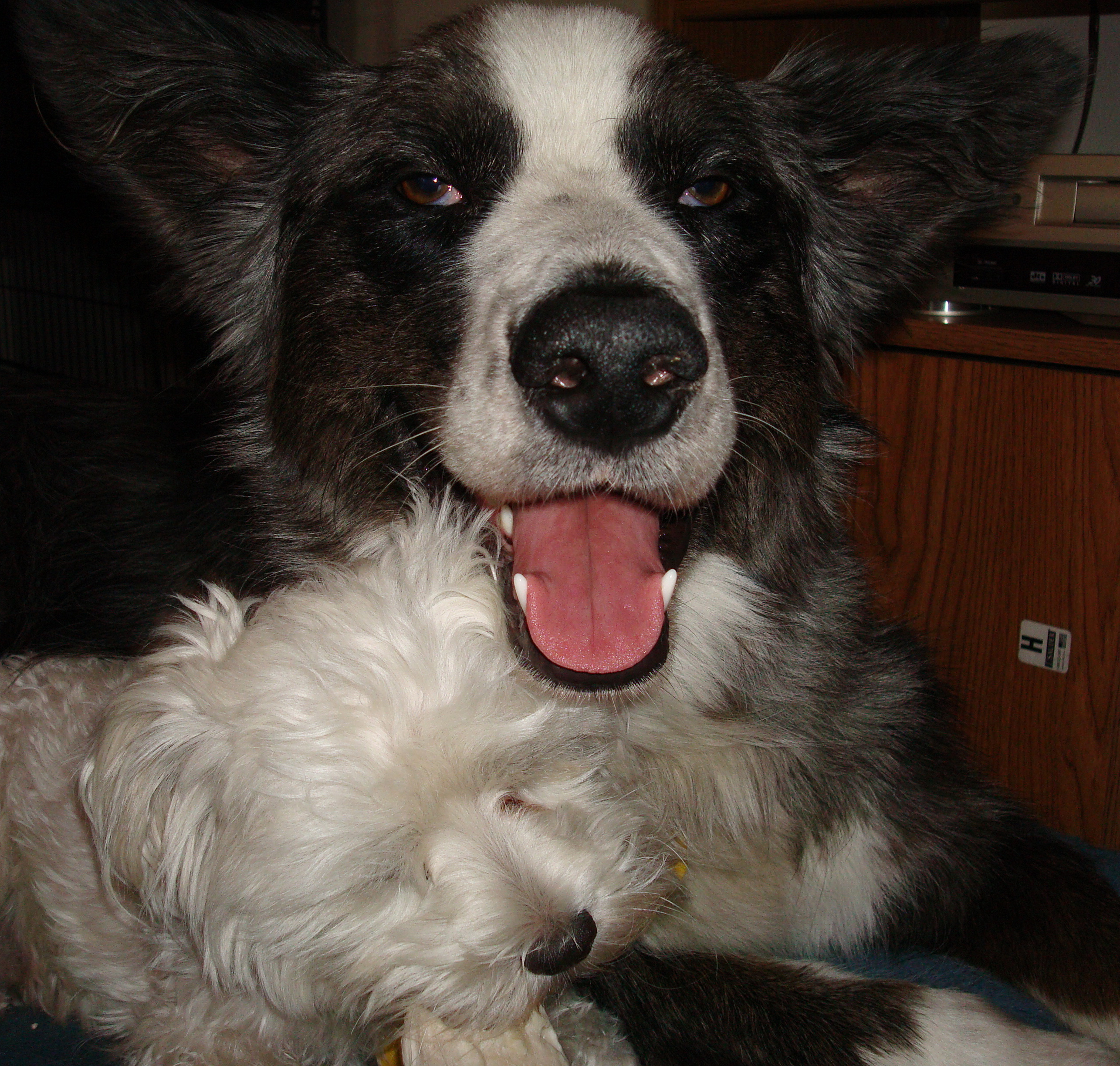Buddies-Dino&Harley20090925