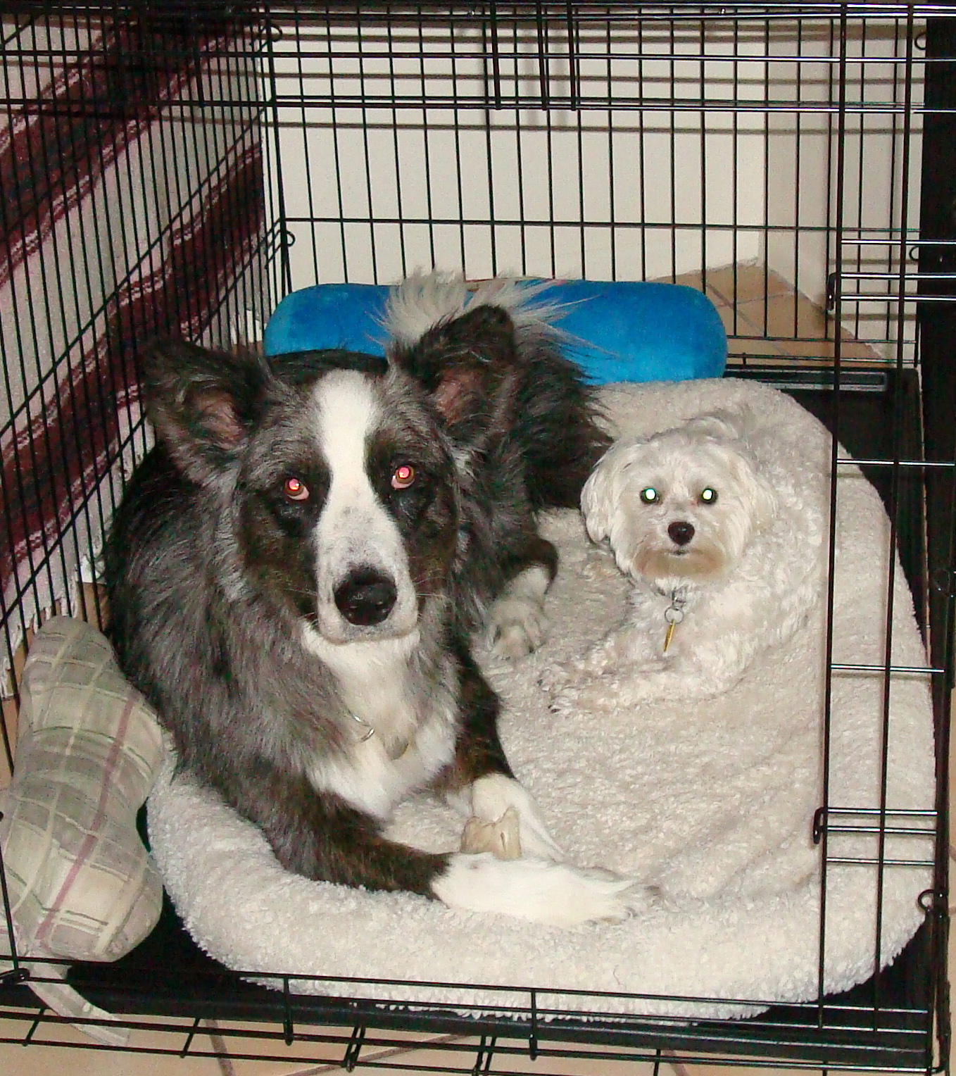 Dino&Harley-caged20090810