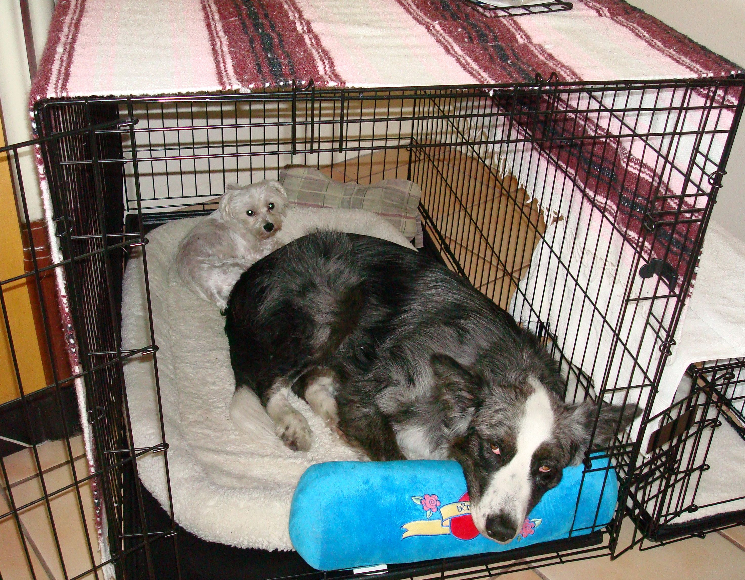 Dino&Harley-incage-20090601