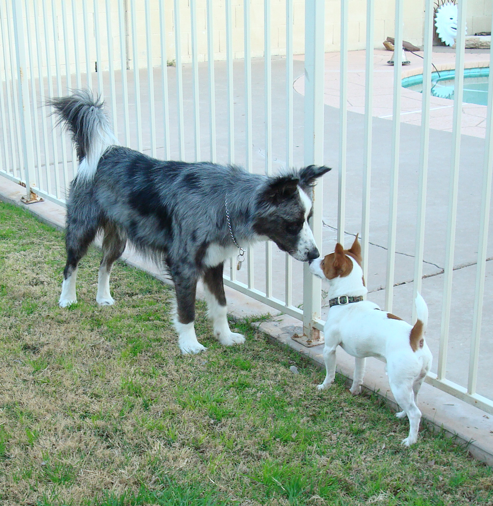 Dino&LaceysDogp20090111g