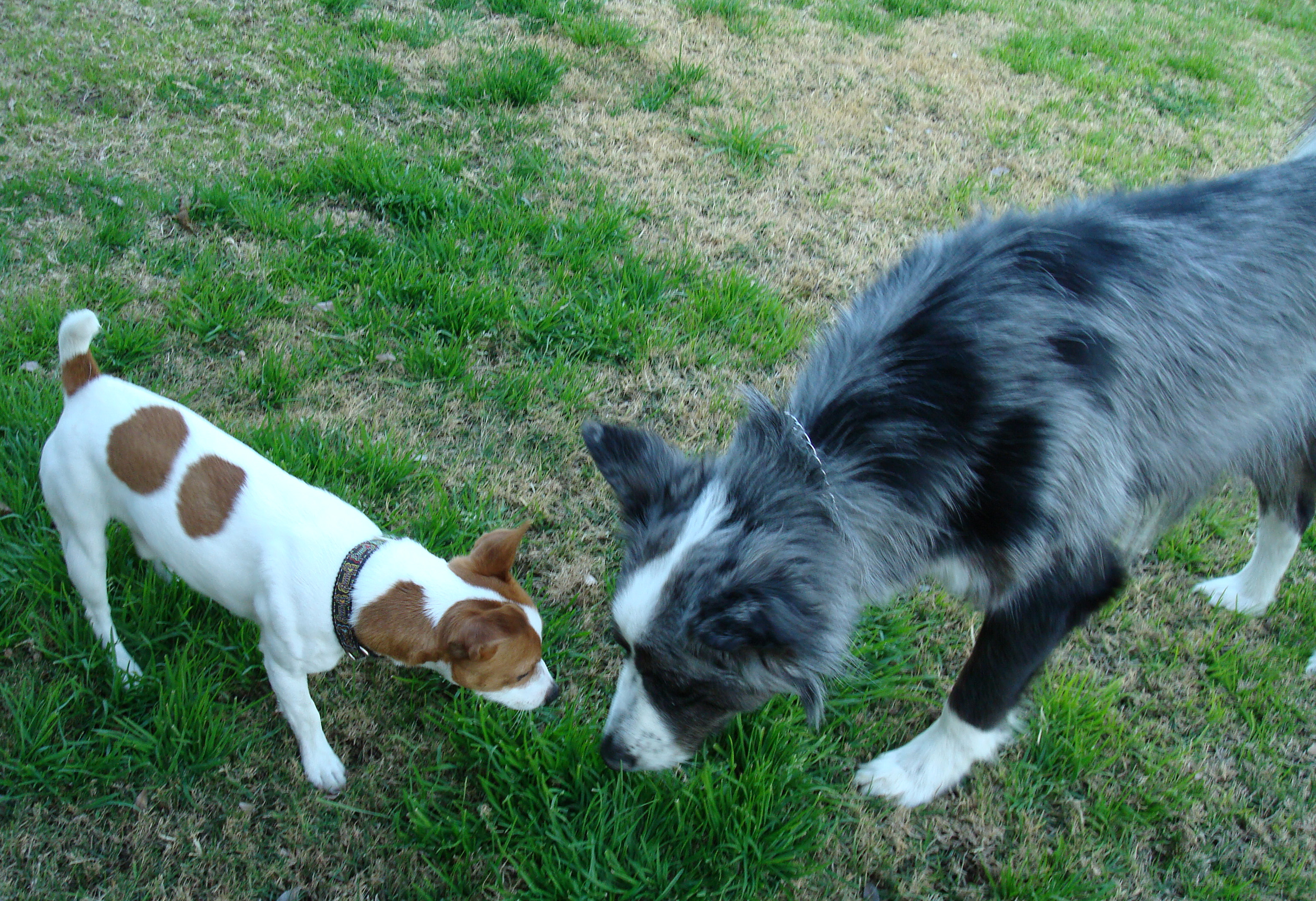 Dino&LaceysDogp20090111i