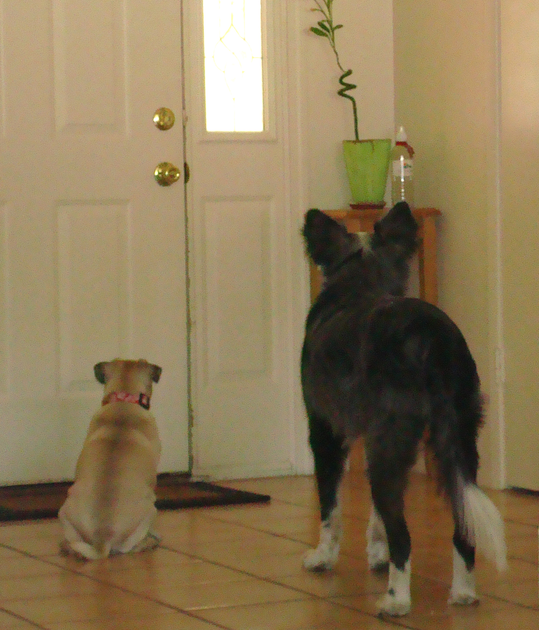 Dino&pug-waiting4kendra20090514