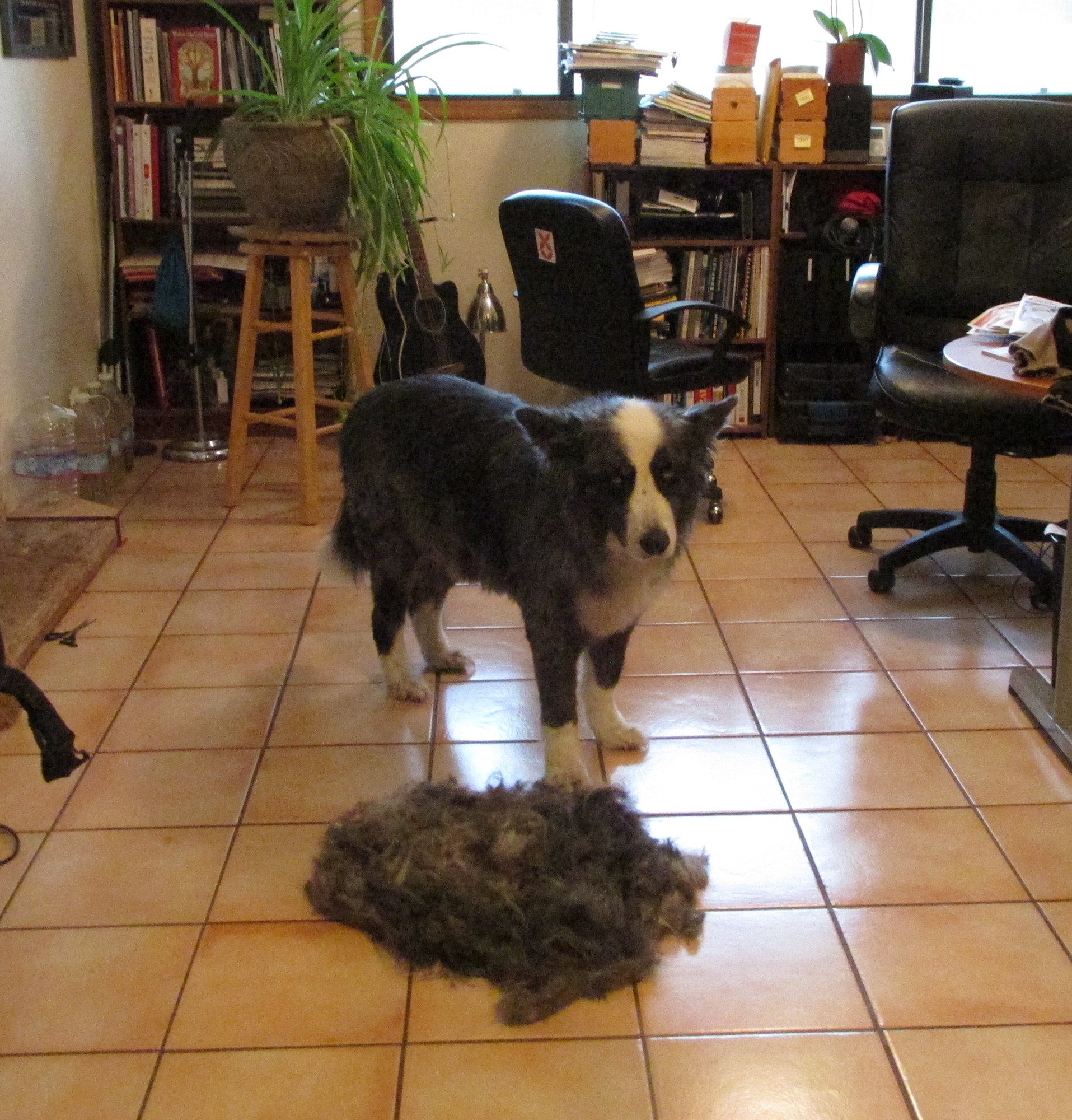 Dino-Haircut-june2015a