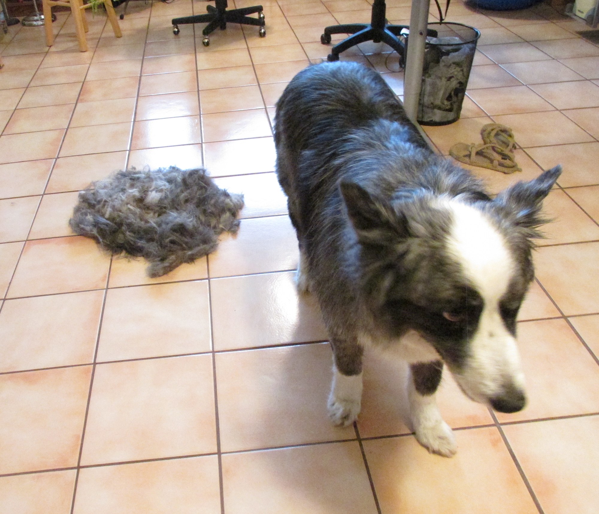 Dino-Haircut-june2015c