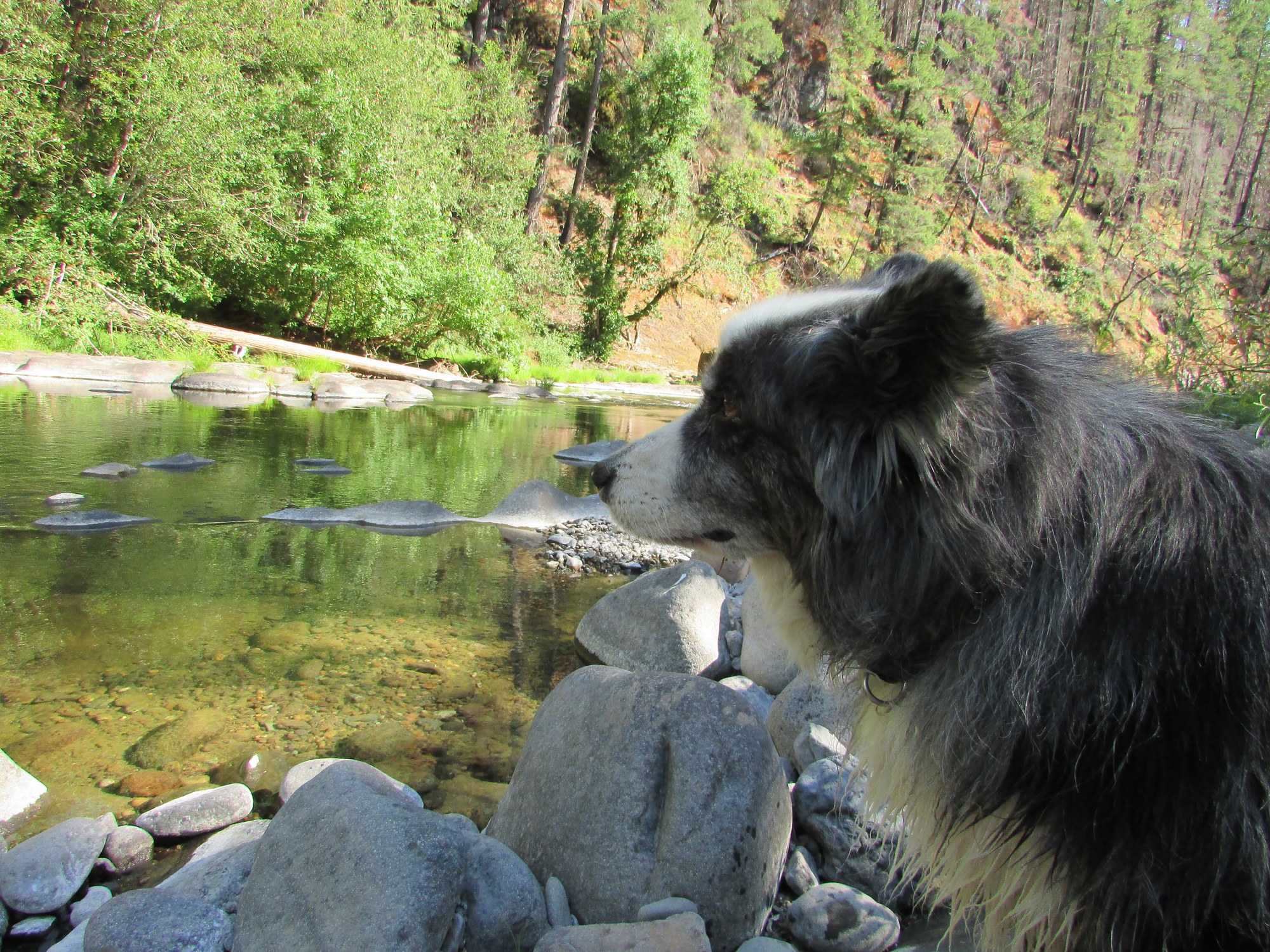 DinoByStream-july2019b