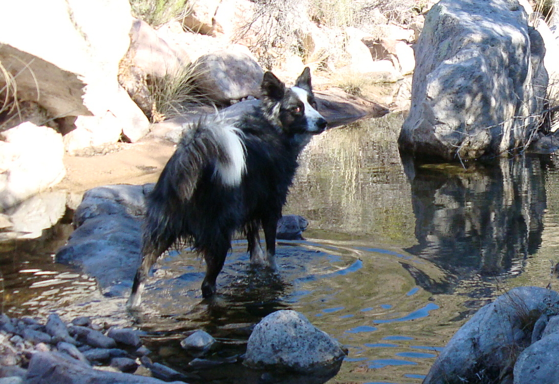 DinoByaCreek-jan2011b-closeup