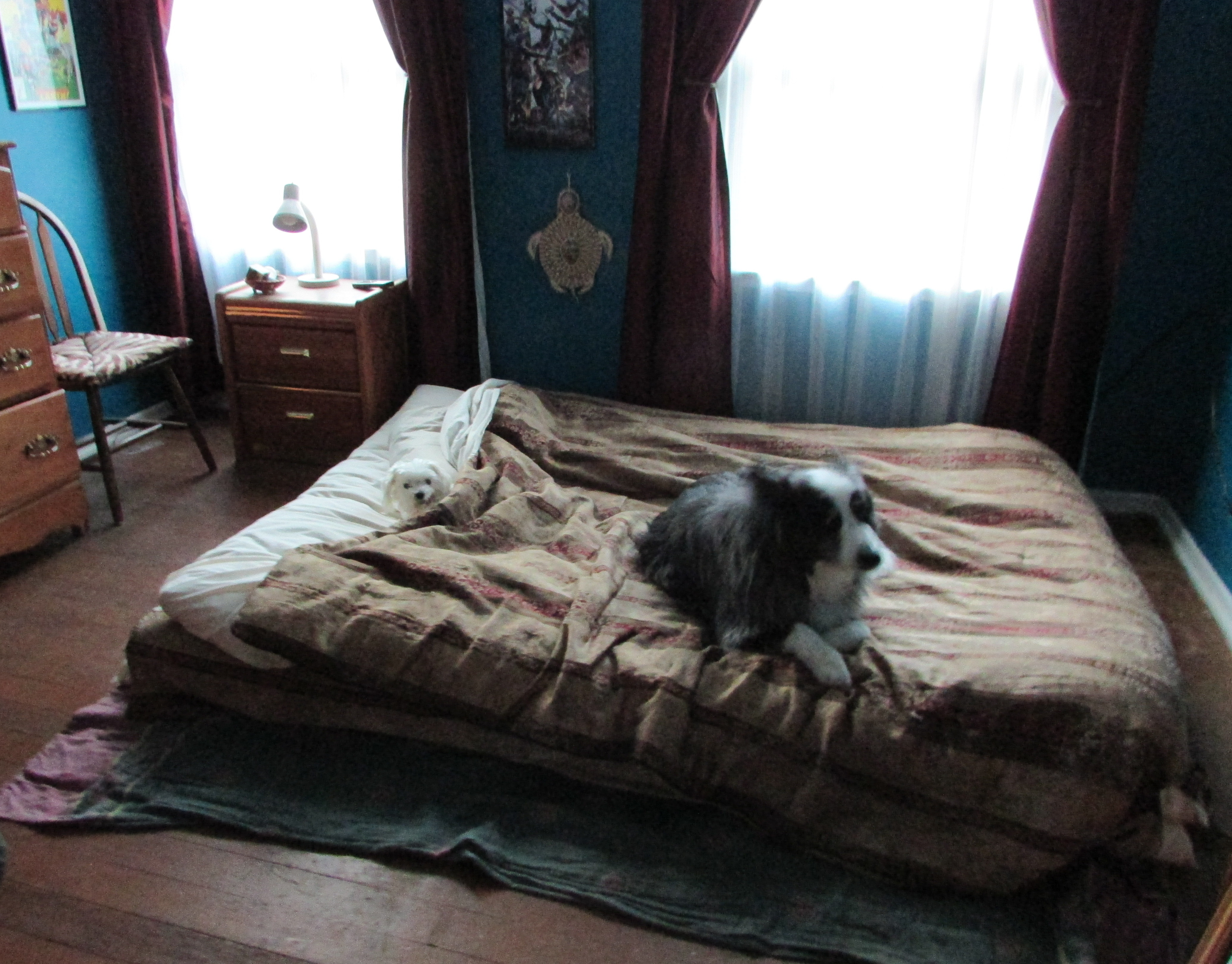 DinoHarleyOnBed-dec2018a