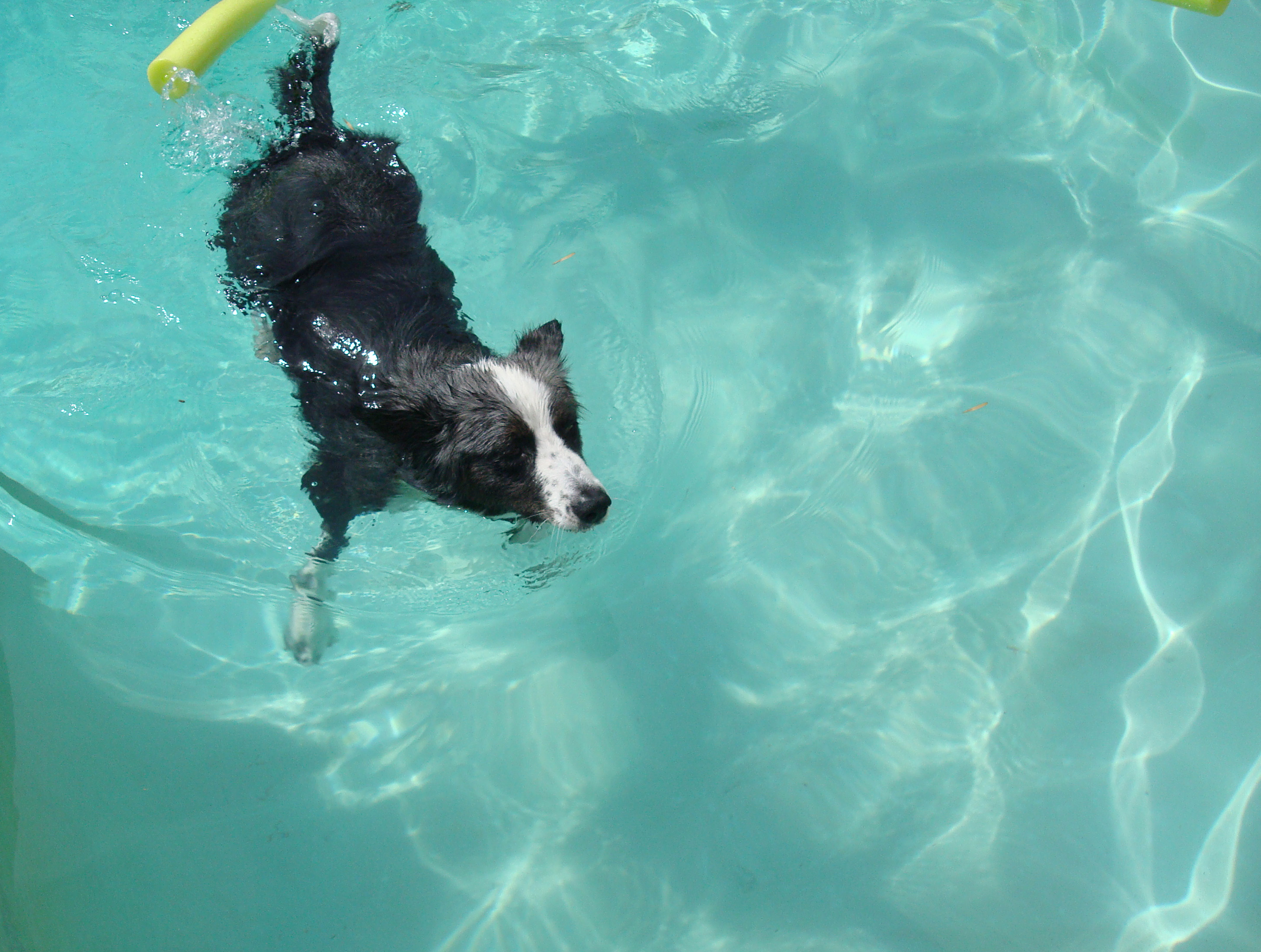 DinoSwimming20090717b