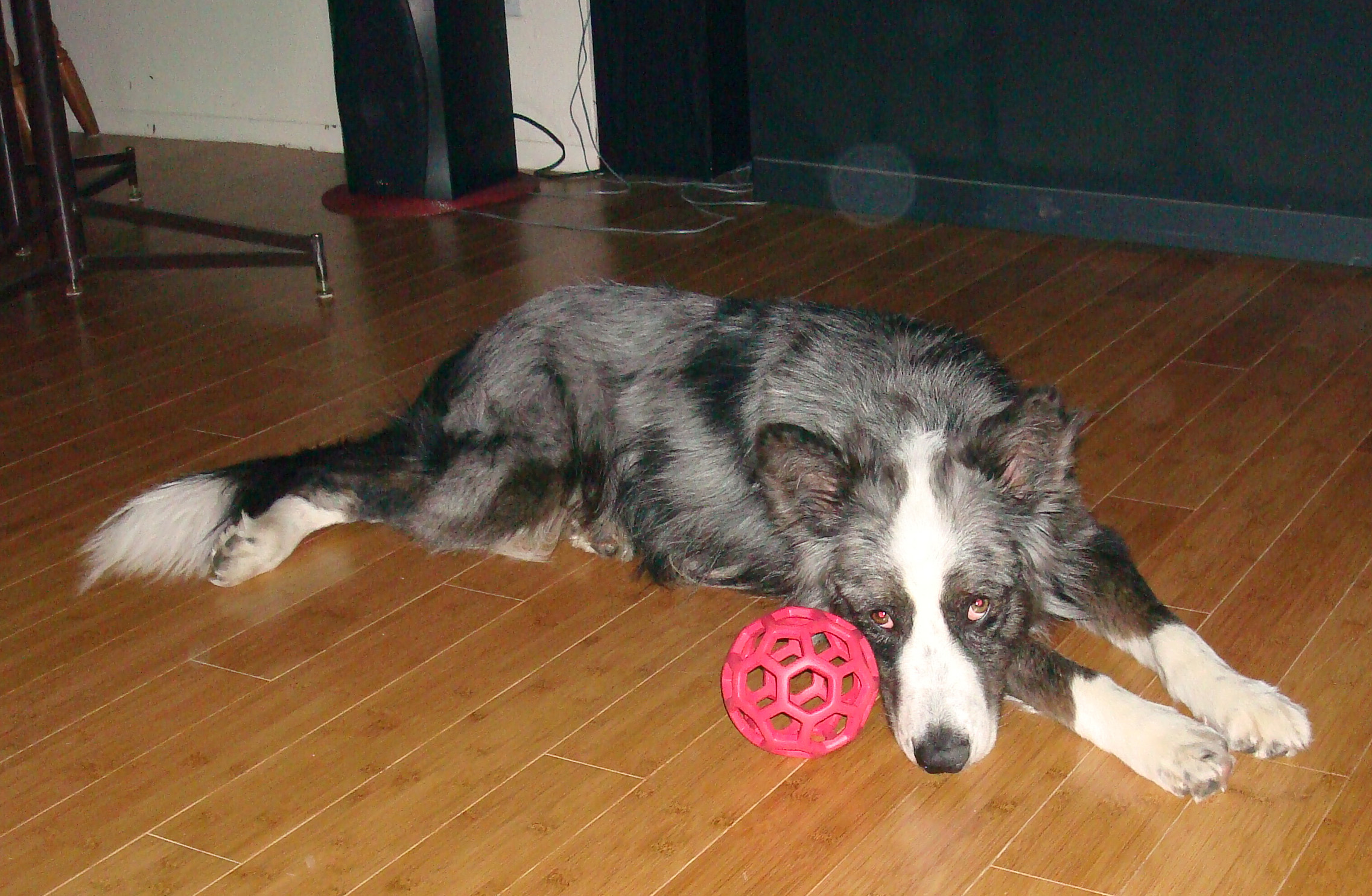 DinoWithToy20090104a