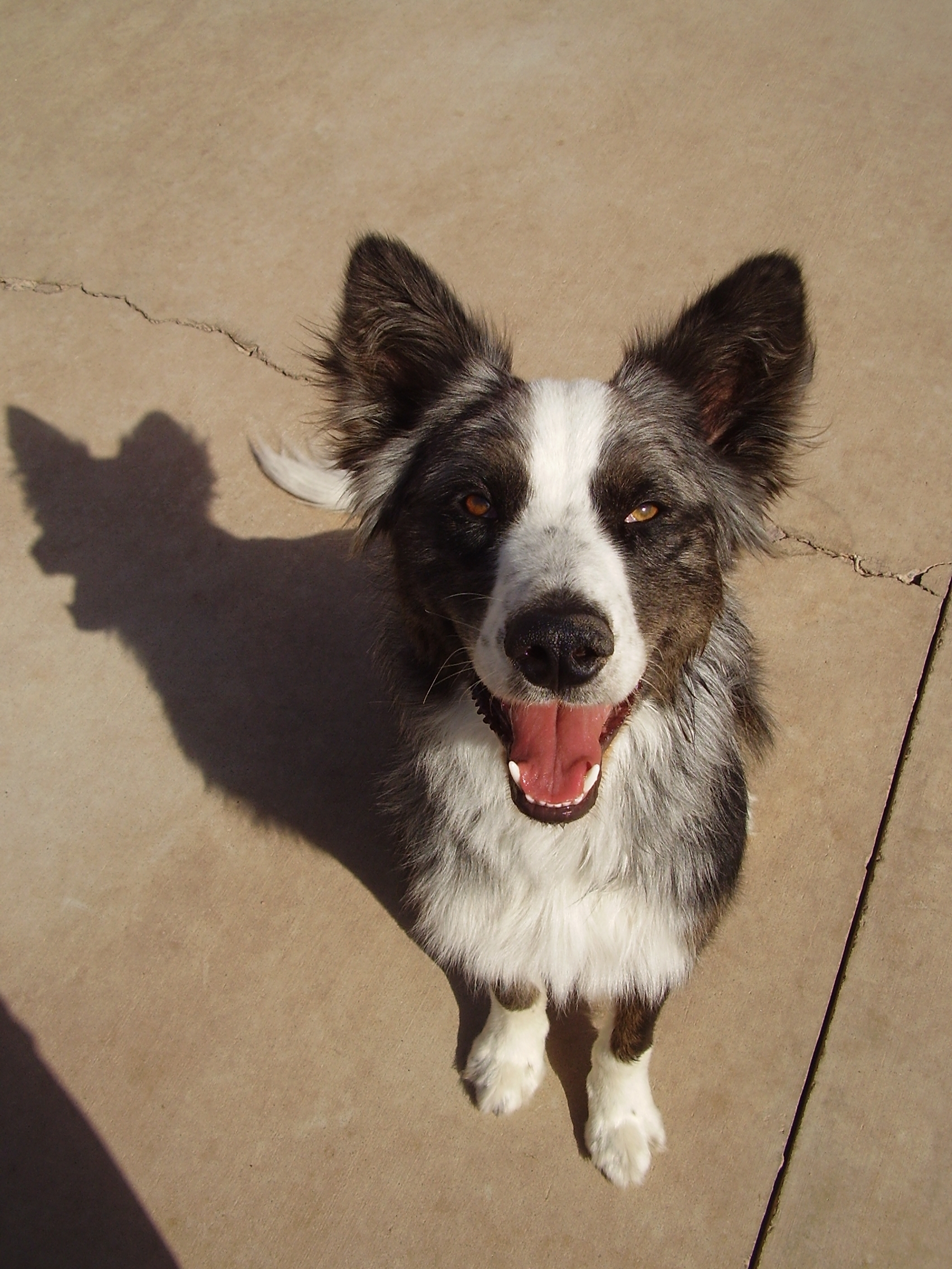 DoggieDaycarePhoto-Dino