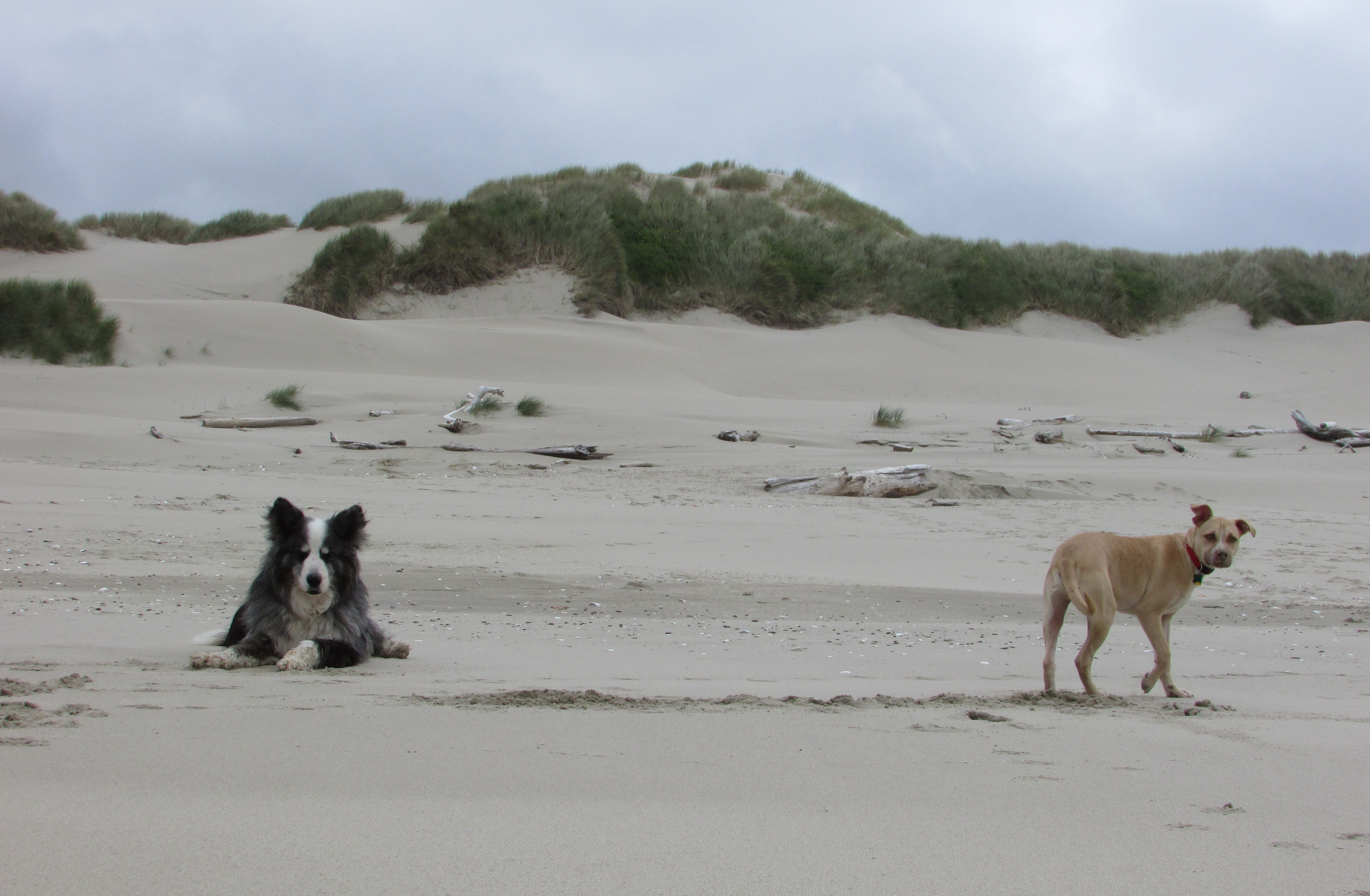 beach-24may2021-14-pedro&dino