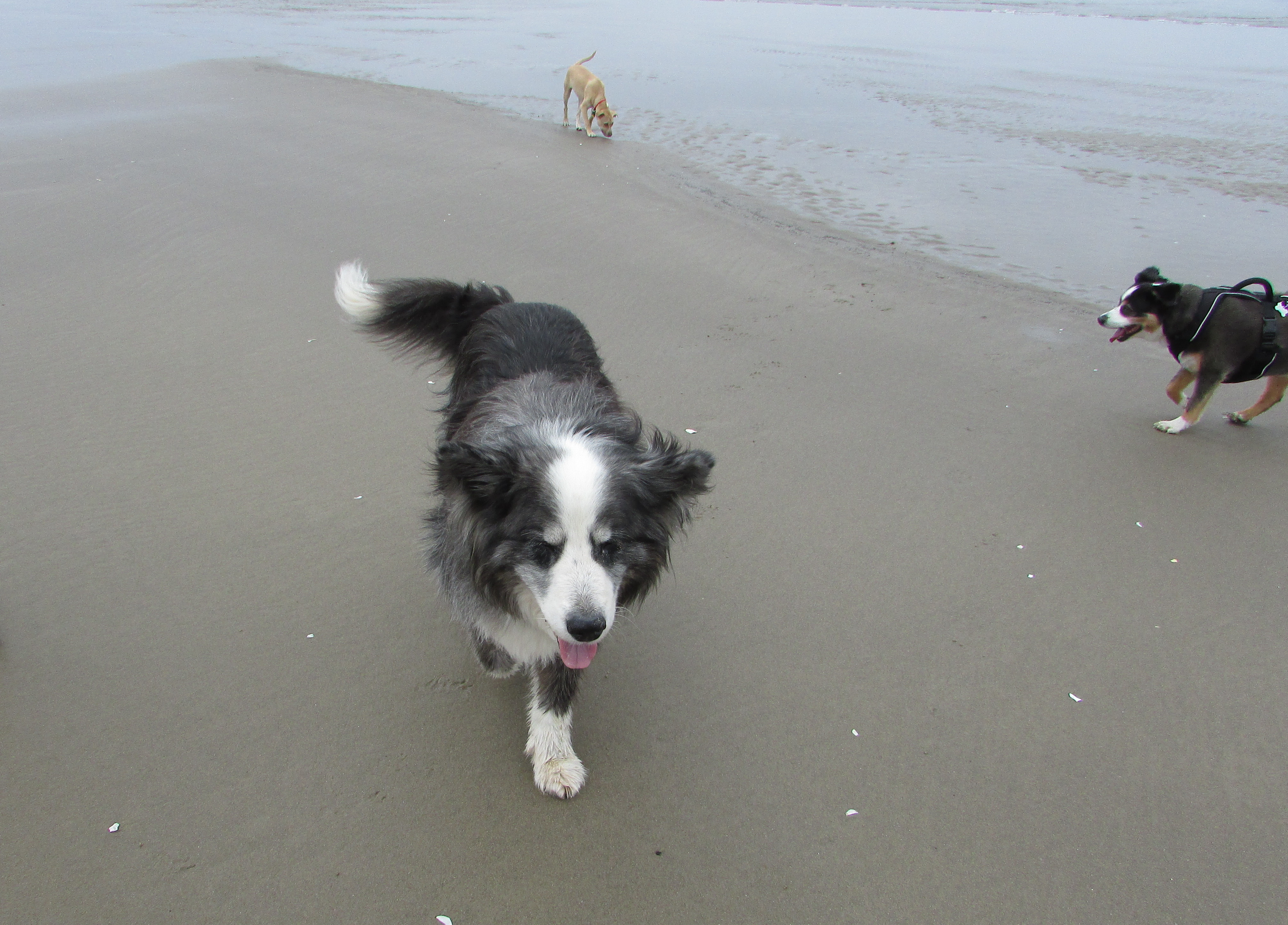 beach-24may2021-23-pedro&dino&barney