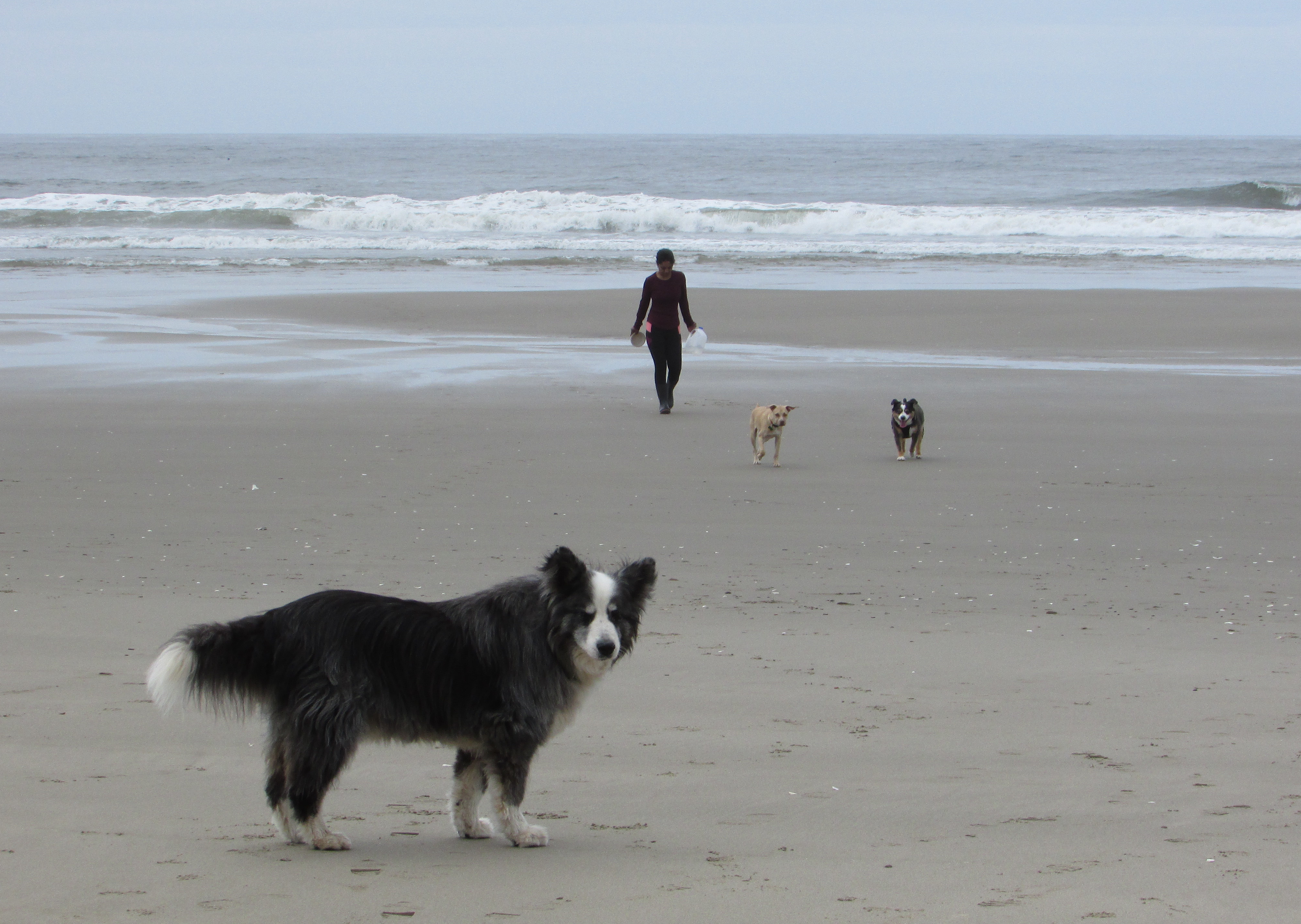 beach-24may2021-33-dino&barney&pedro&tulcie