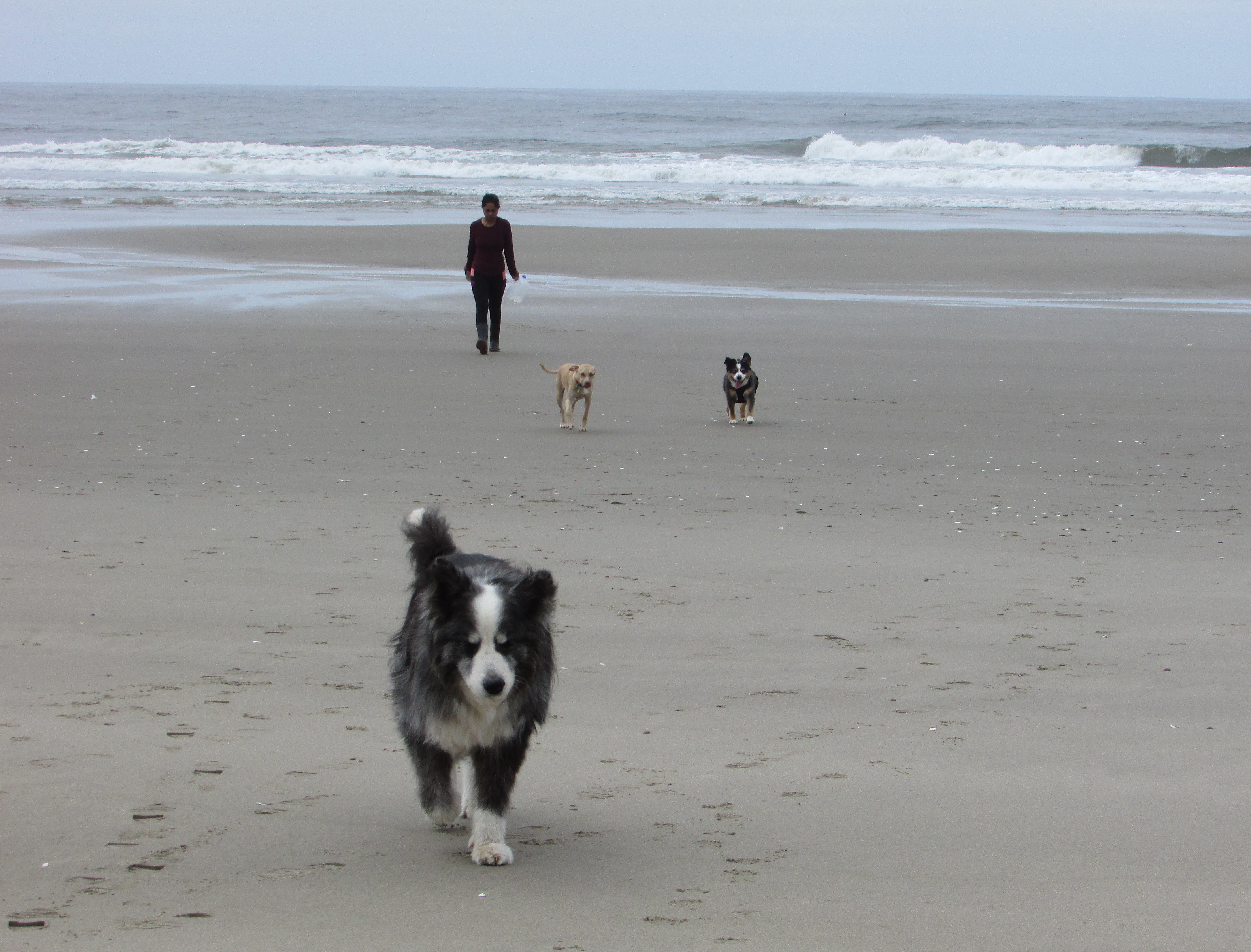 beach-24may2021-34-dino&barney&pedro&tulcie