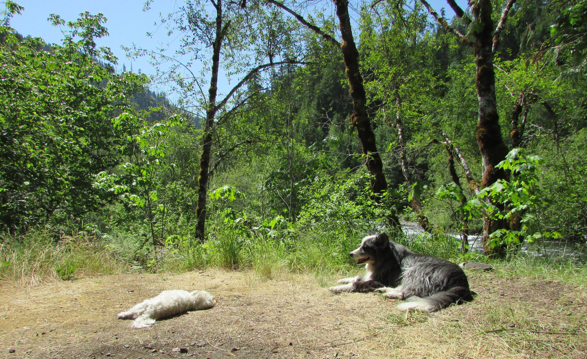 campsite-jun2019b-dinoHarley