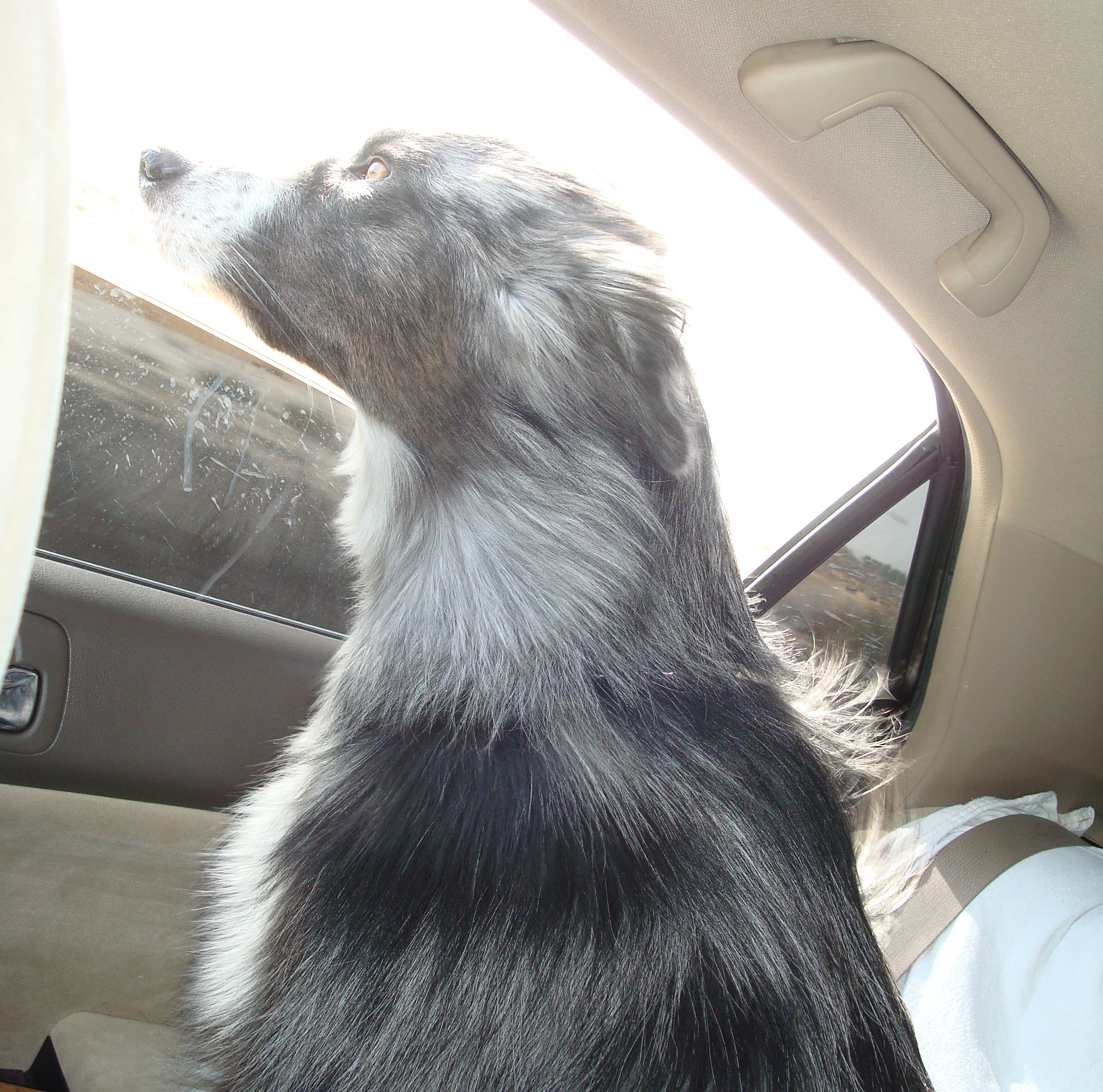 cartrip-dinoOuttheWindow-22may2010