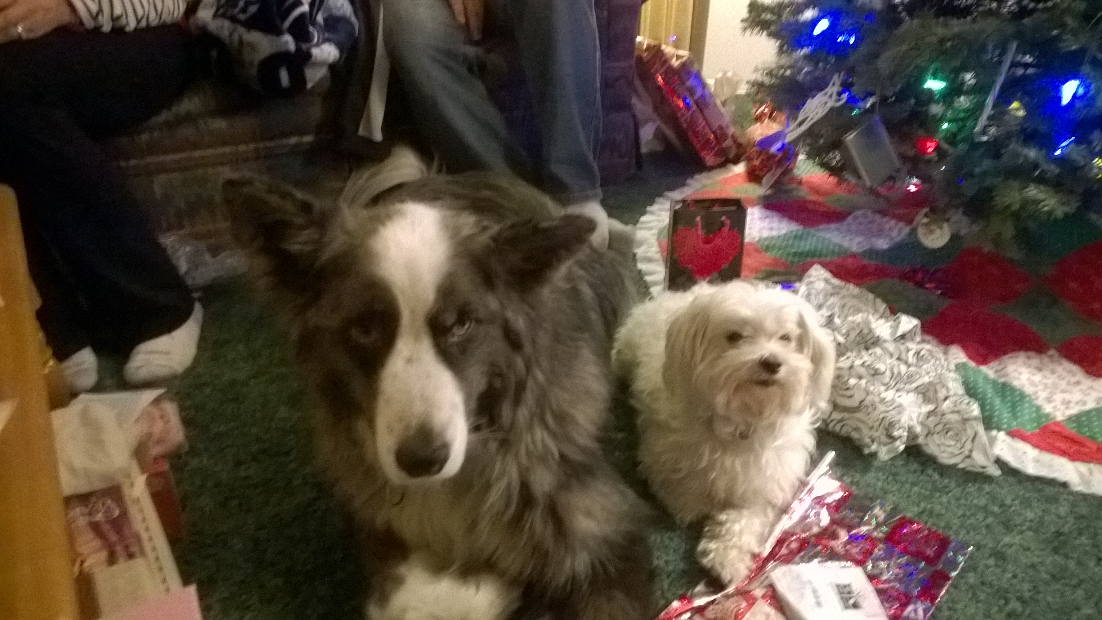 christmas2014-dino&harley-tree