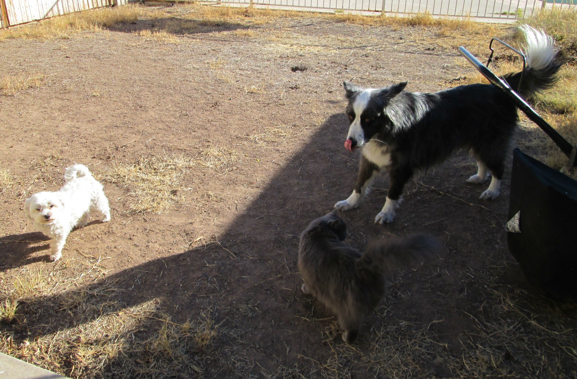 dino&harley&sayra-jan2013