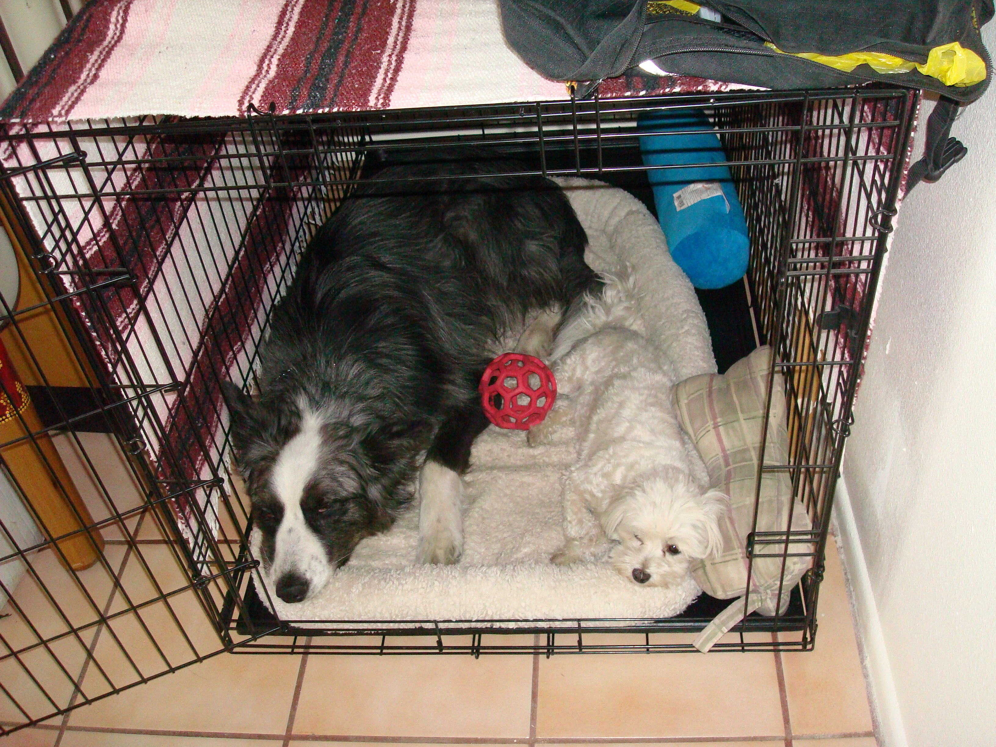 dino&harley-apr2010-4
