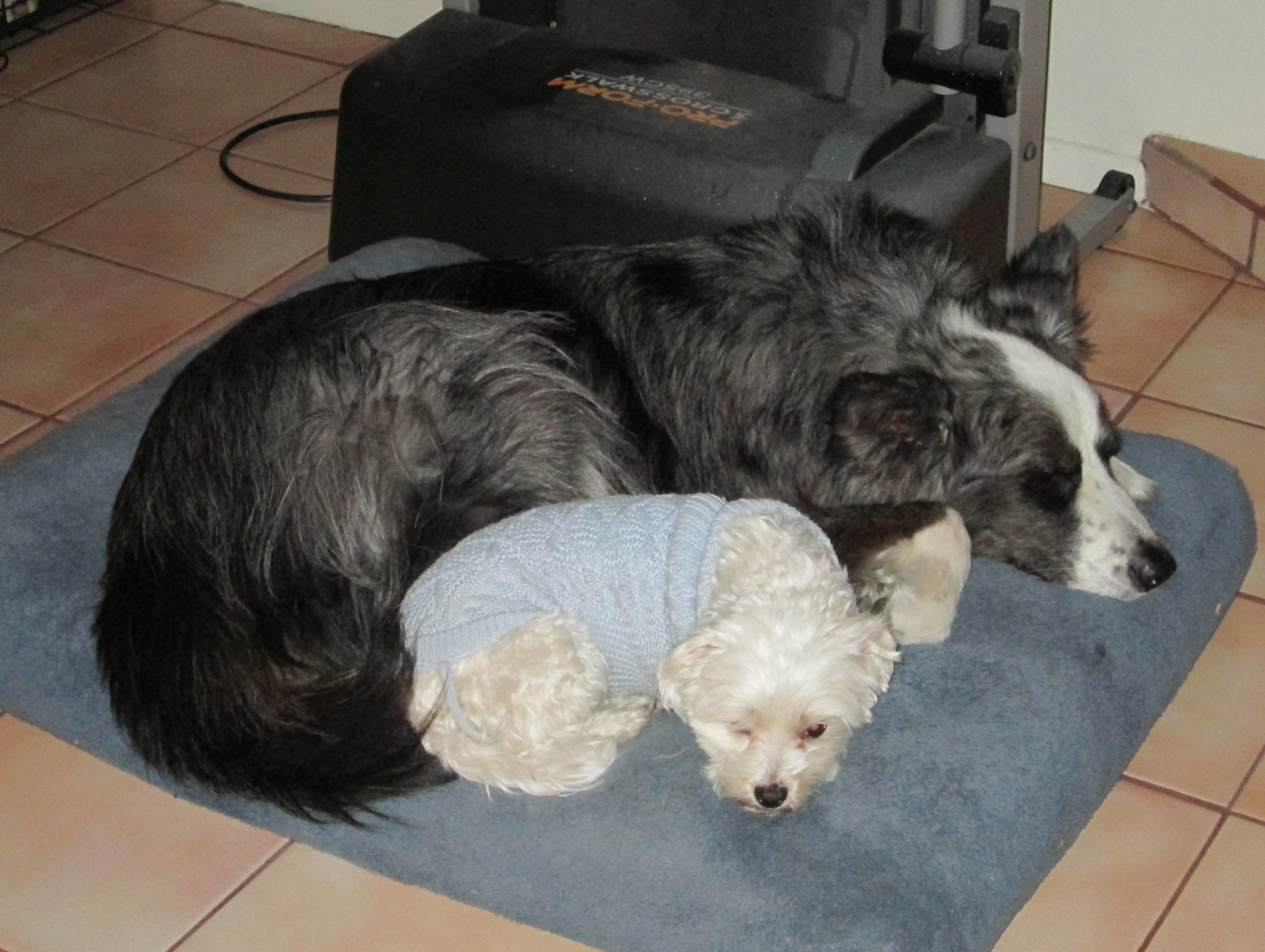 dino&harley-jan2013b