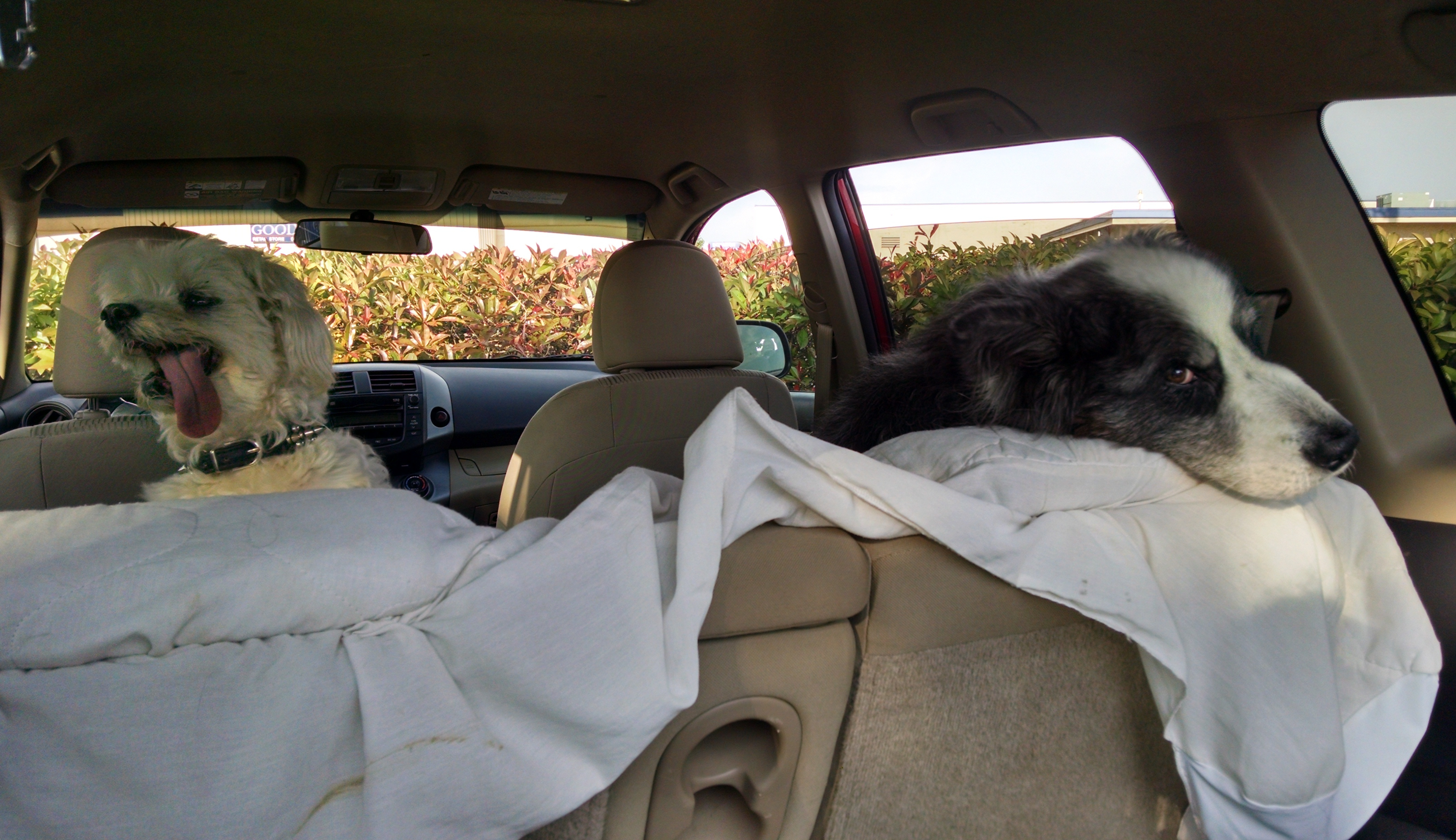 dino&harley-lookingOverSeatback-may2019