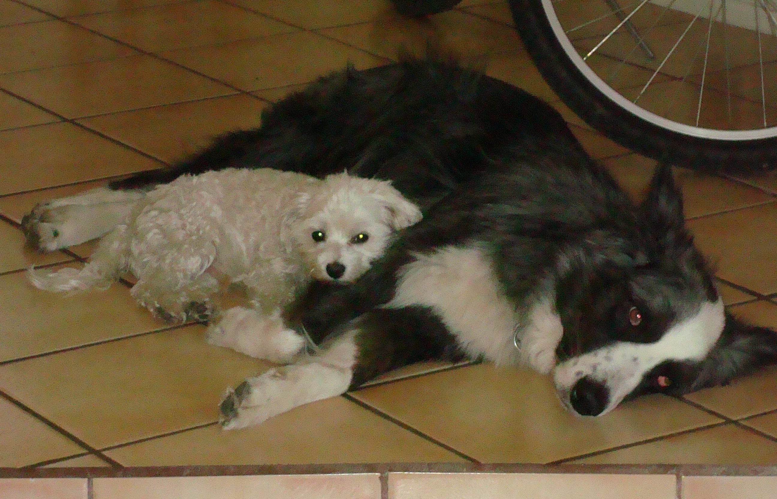 dino&harley-lyingtogether-oct2010