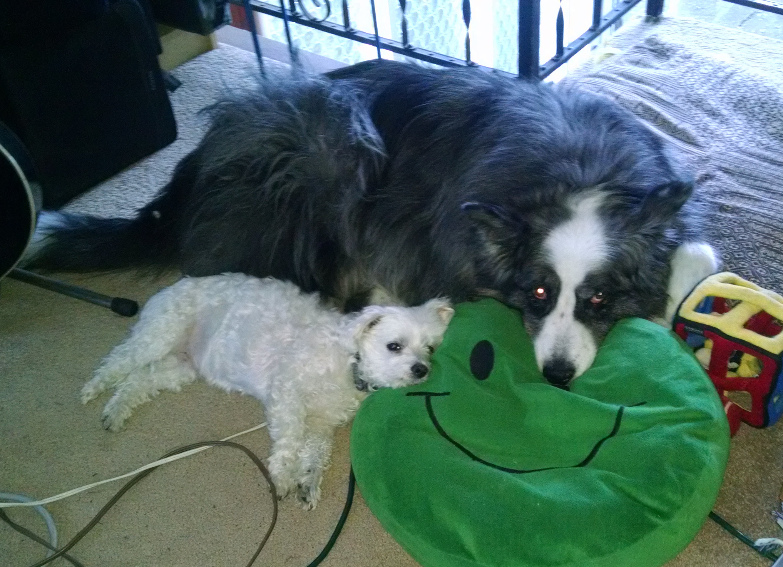 dino&harley-onSmileyPillow-jan2018b
