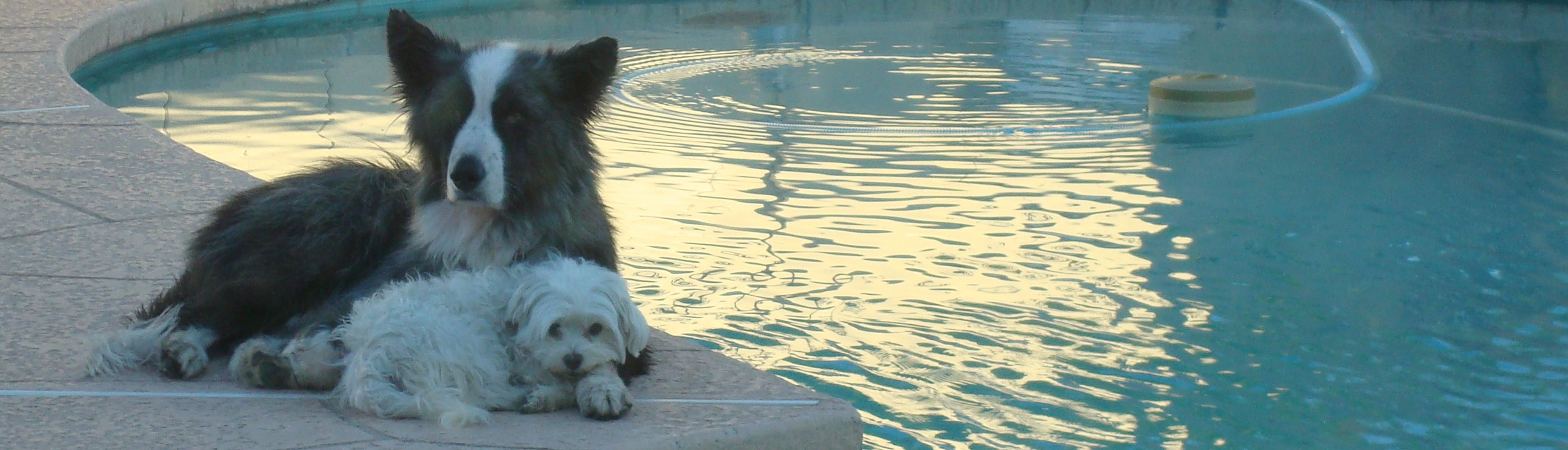 dino&harley-relaxinByThePool-nov2011-wide