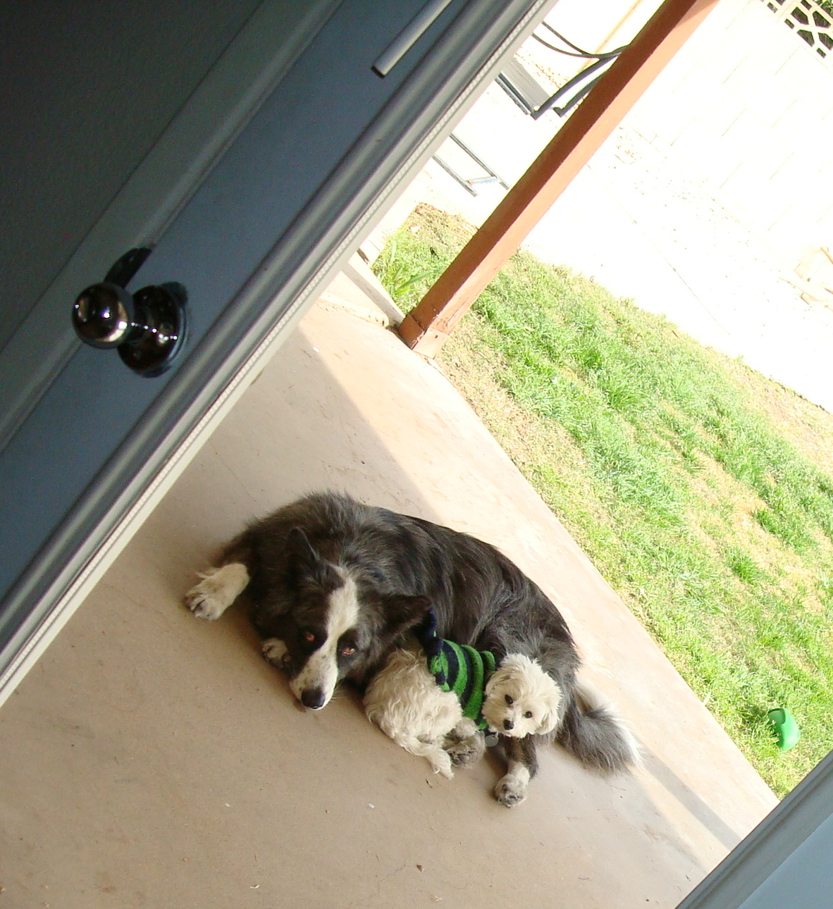dino&harley-thruthewindow-feb2011b