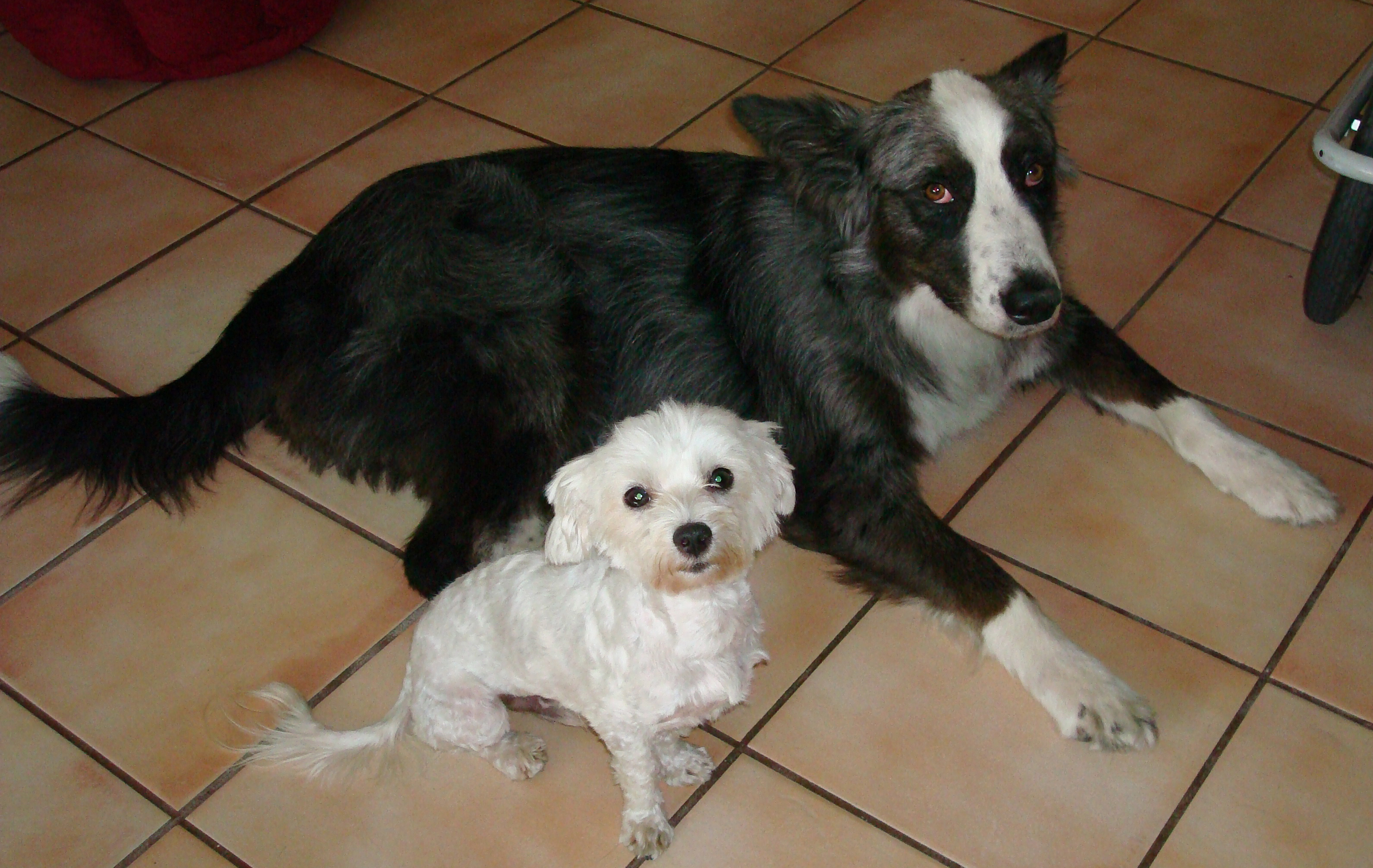 dino&harley20090609d