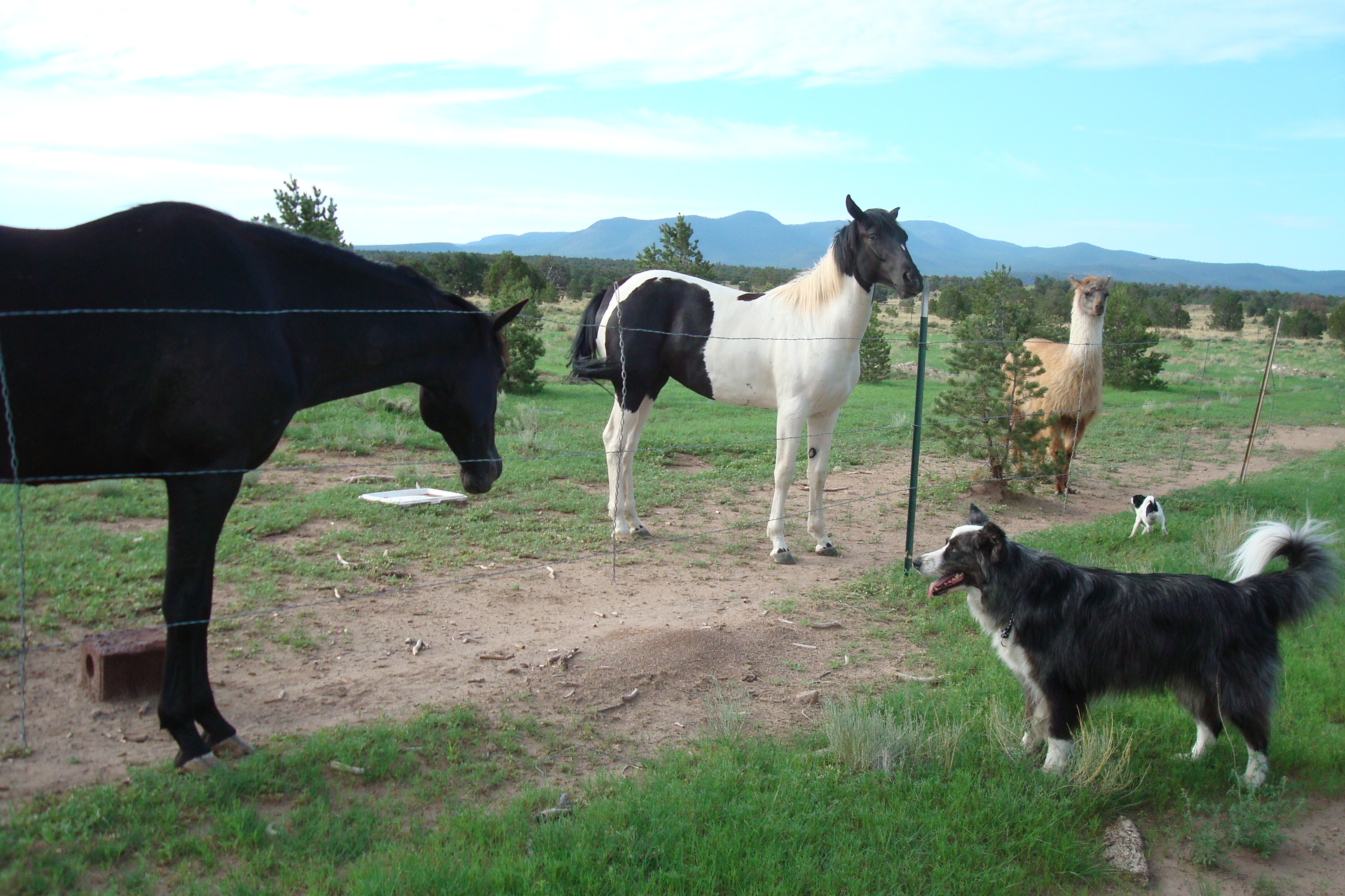 dino&horses&llamas-aug2011b