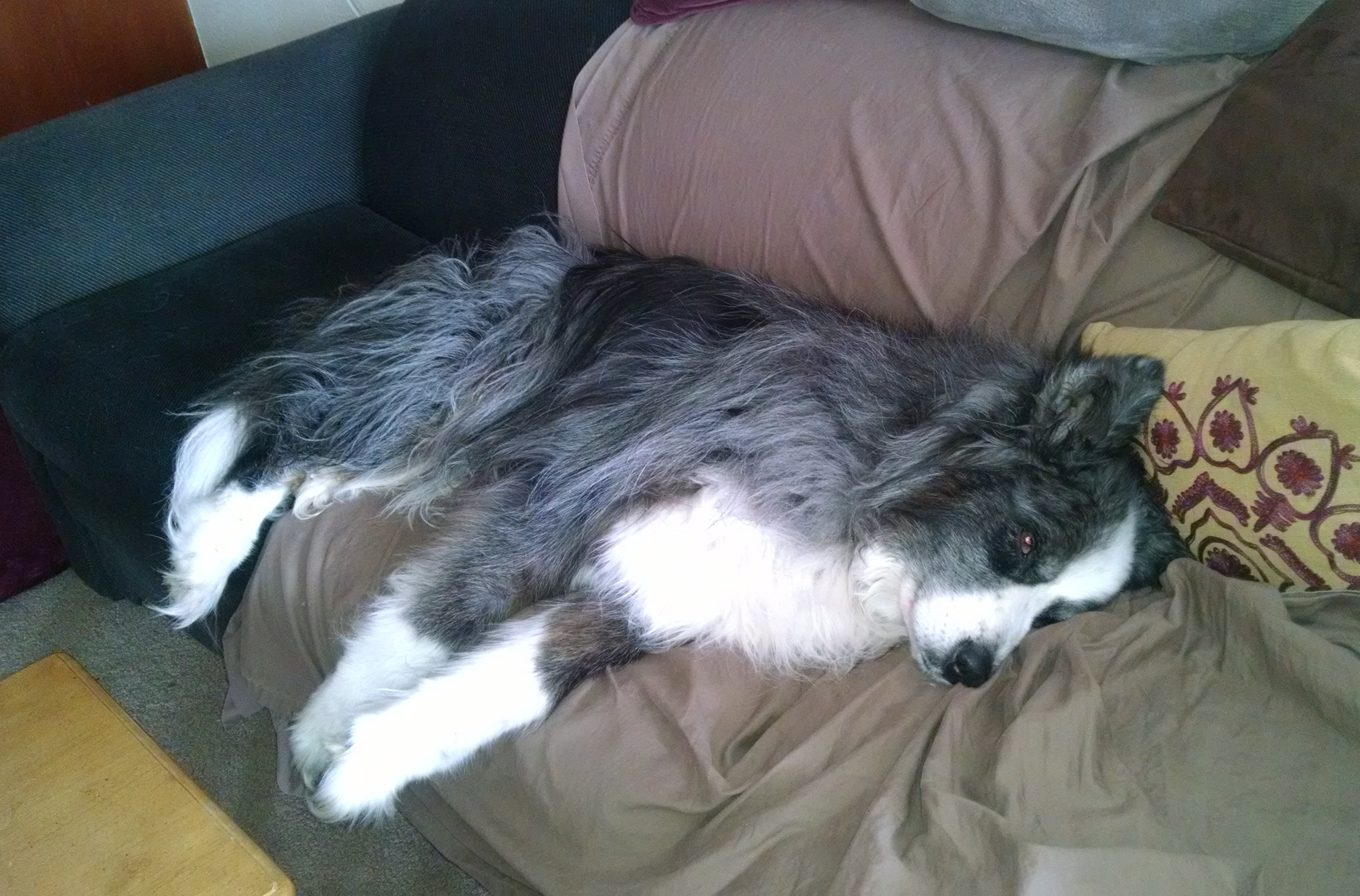 dino-crashedOnTheCouch-apr2018