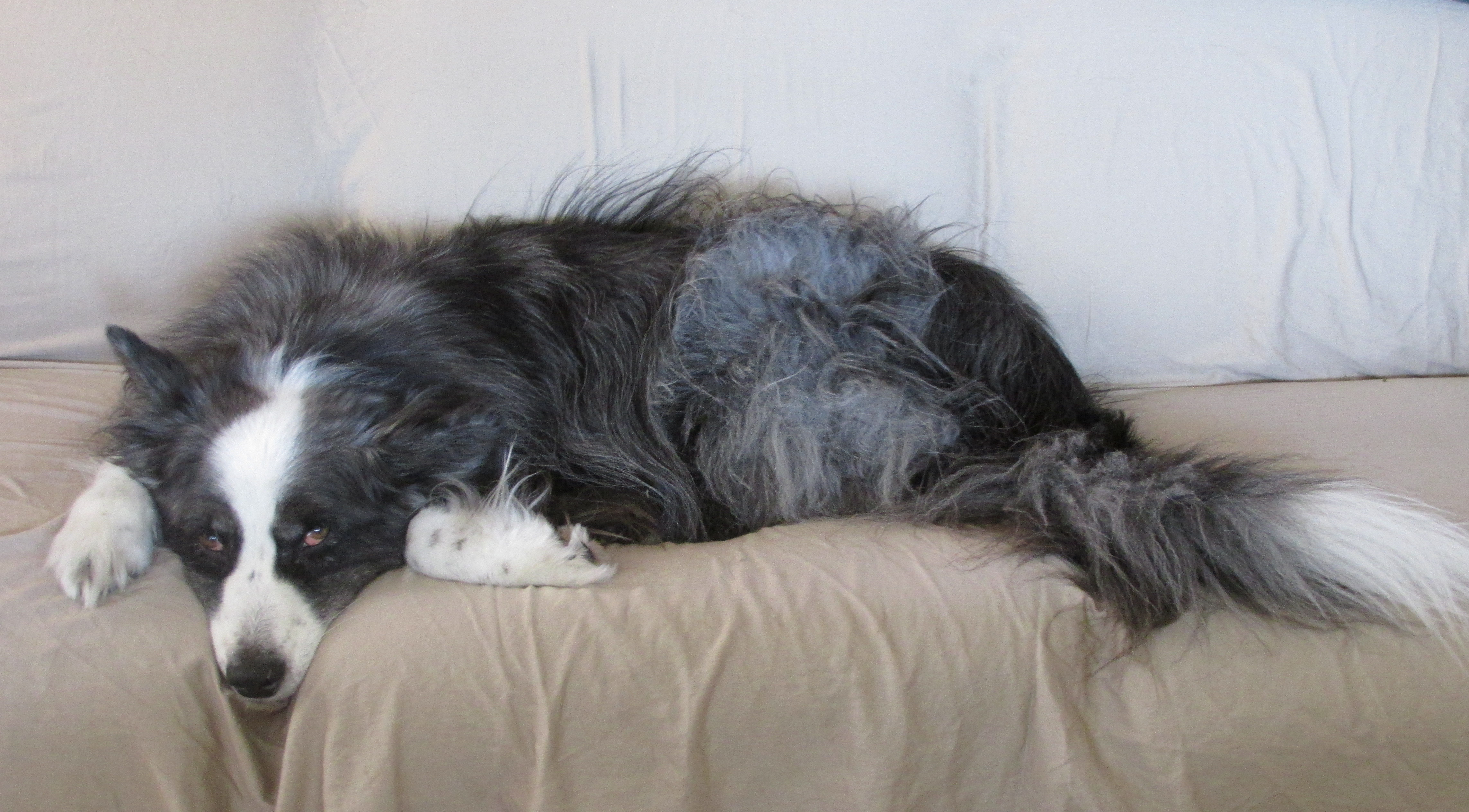dino-onthecouch-dec2016