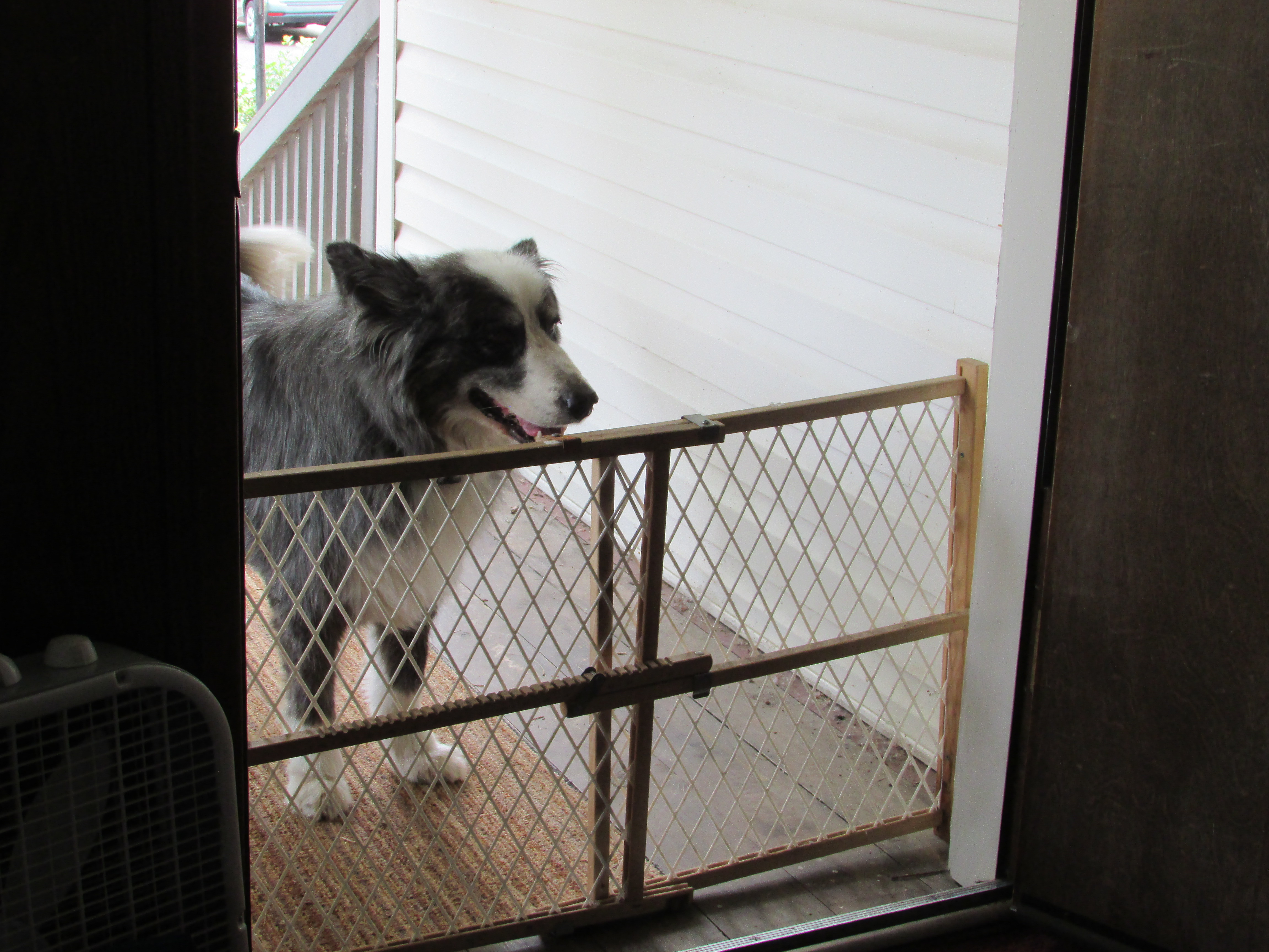dinoComingToTheDoor-julyy2019b