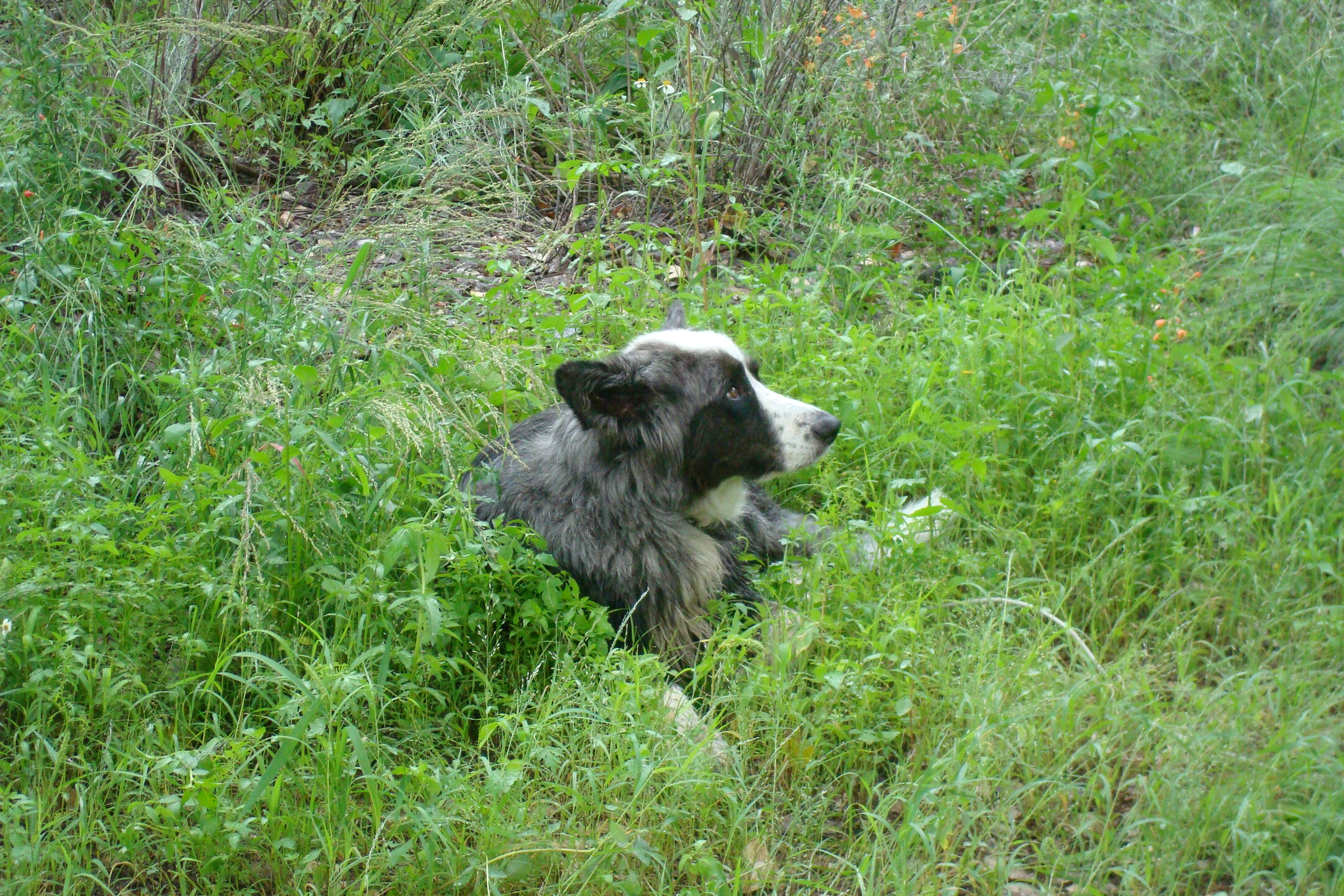 dinoLayingInTheGrass-sept2011