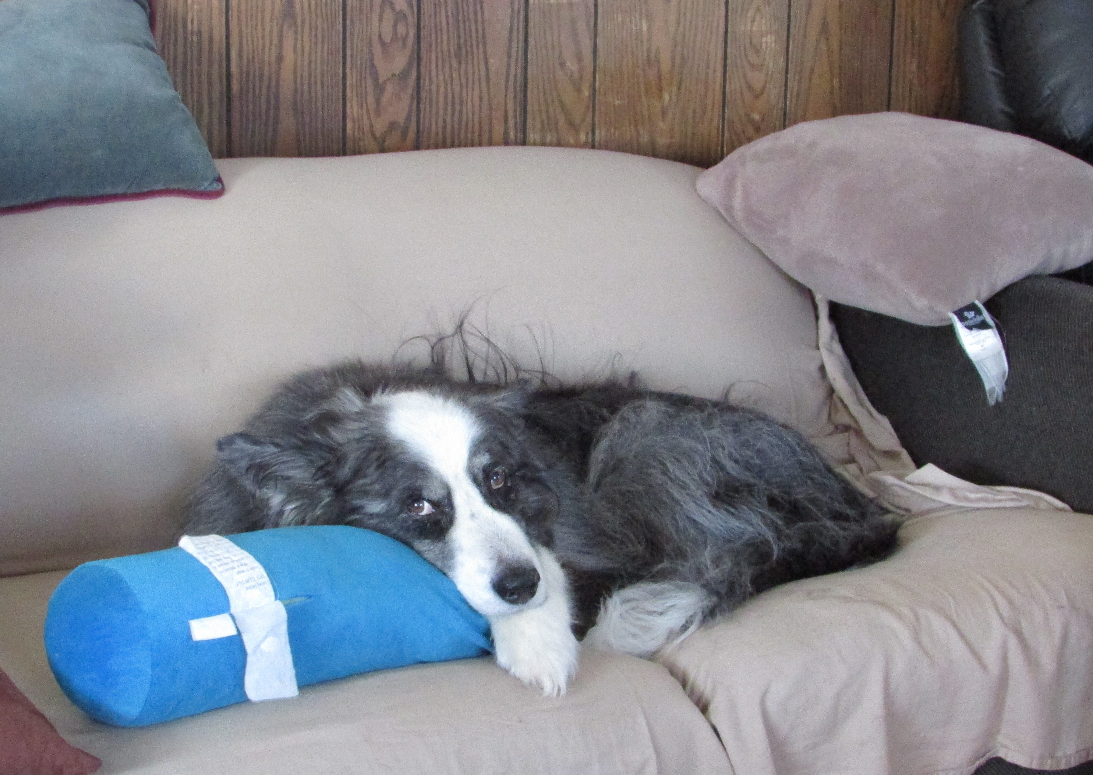 dinoOnCouchUsingPillow-feb2019b
