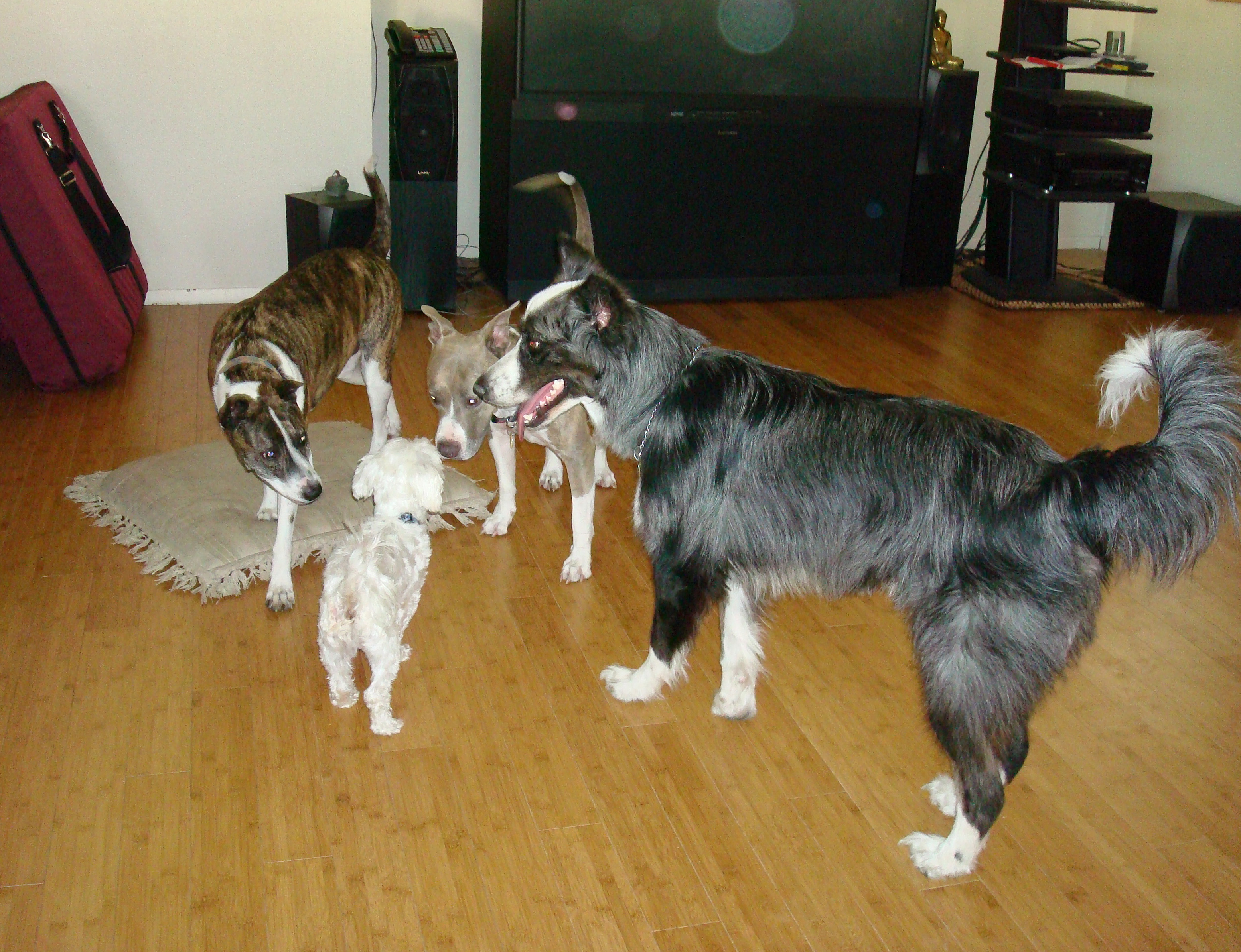 doggieparty20090627b