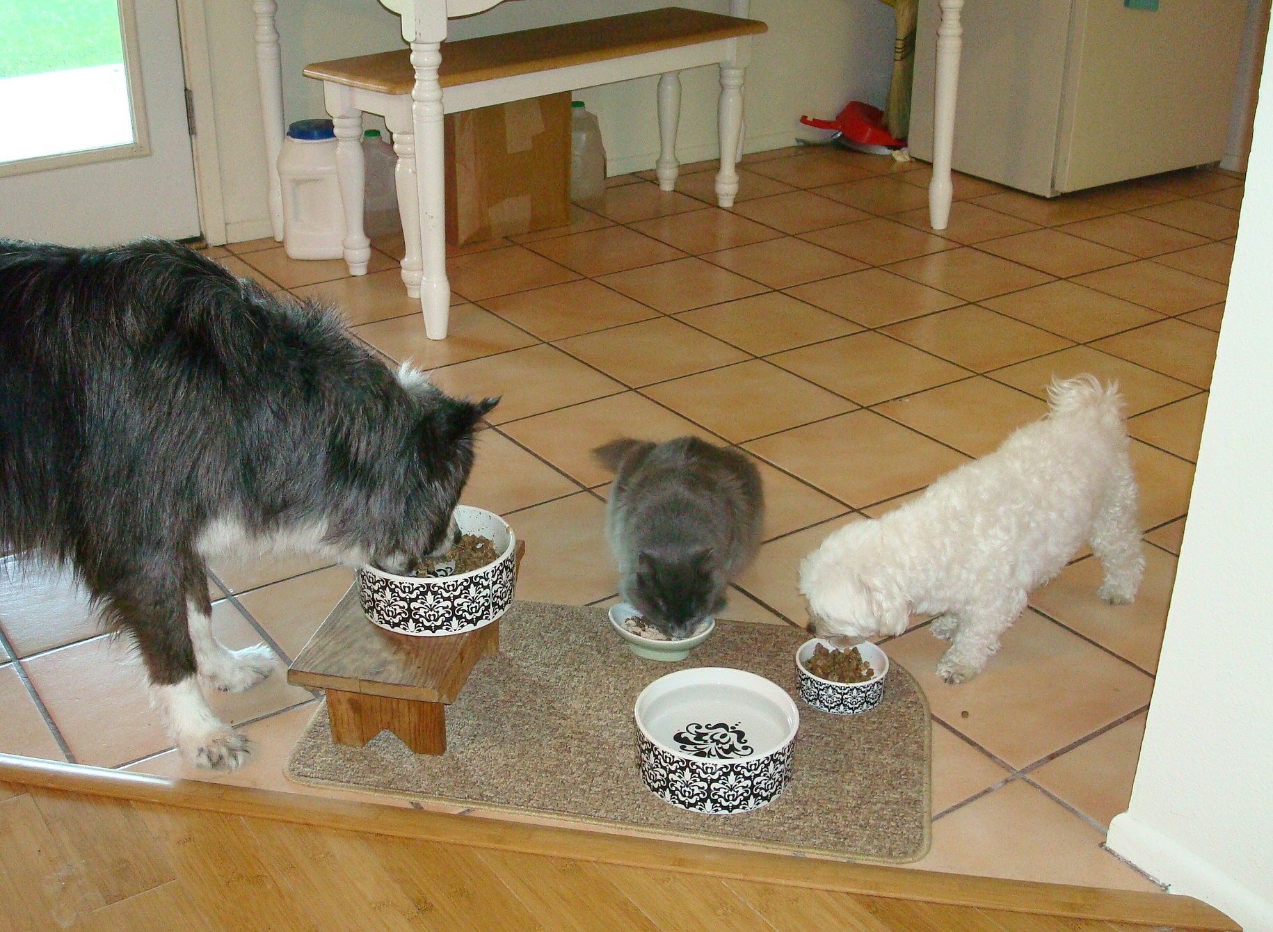 dogs&cats-eatingtogether-sept2010-4