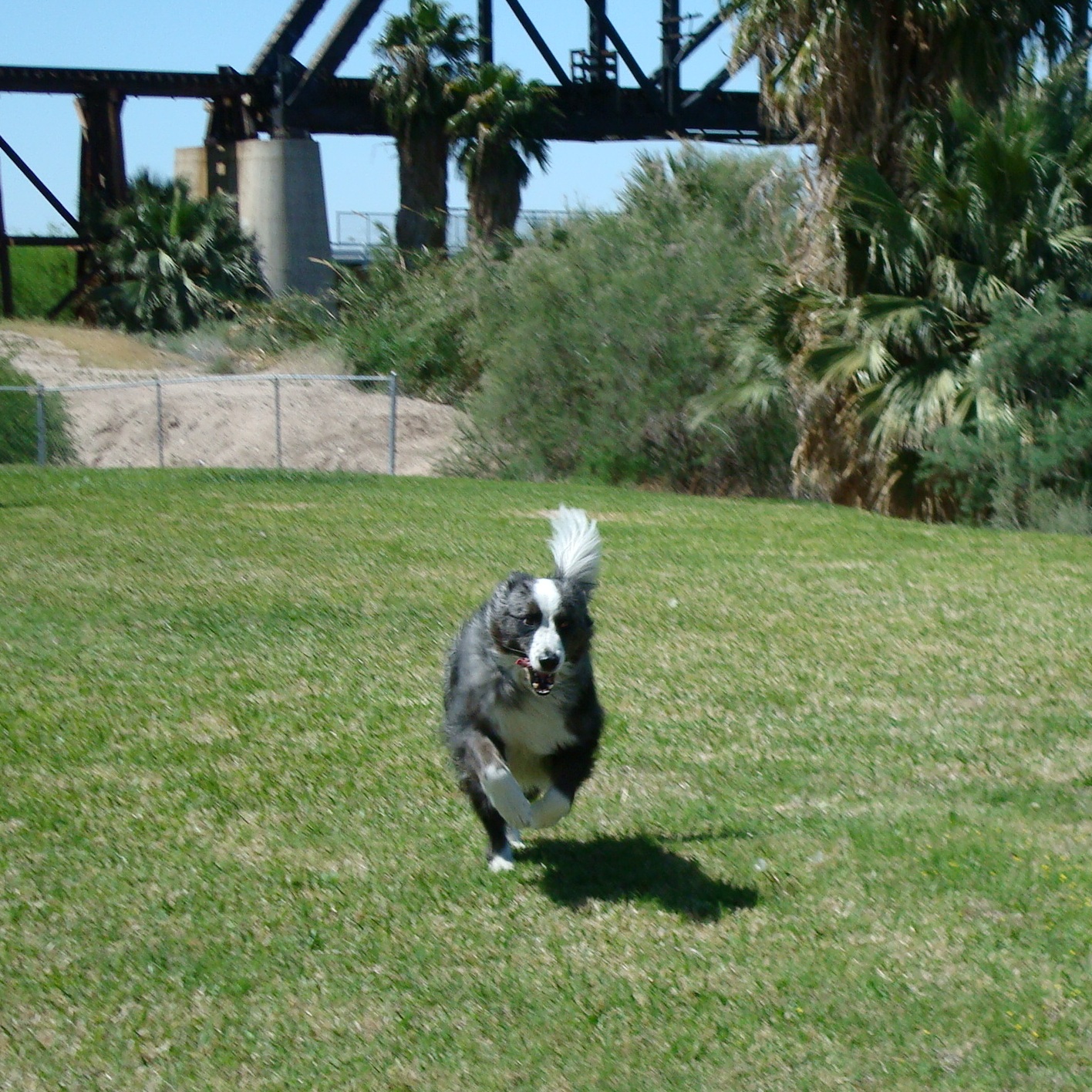 dogsplayinginParker-mar2011-45