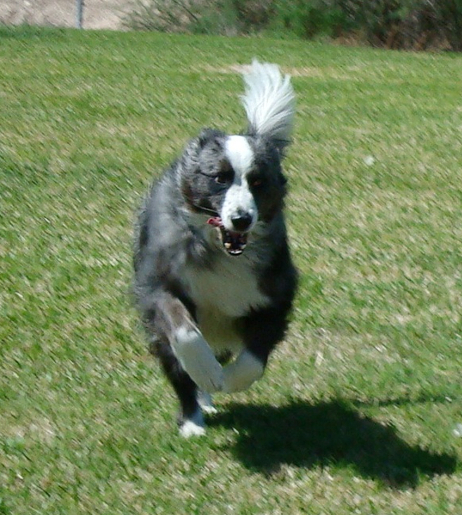 dogsplayinginParker-mar2011-45-closeup
