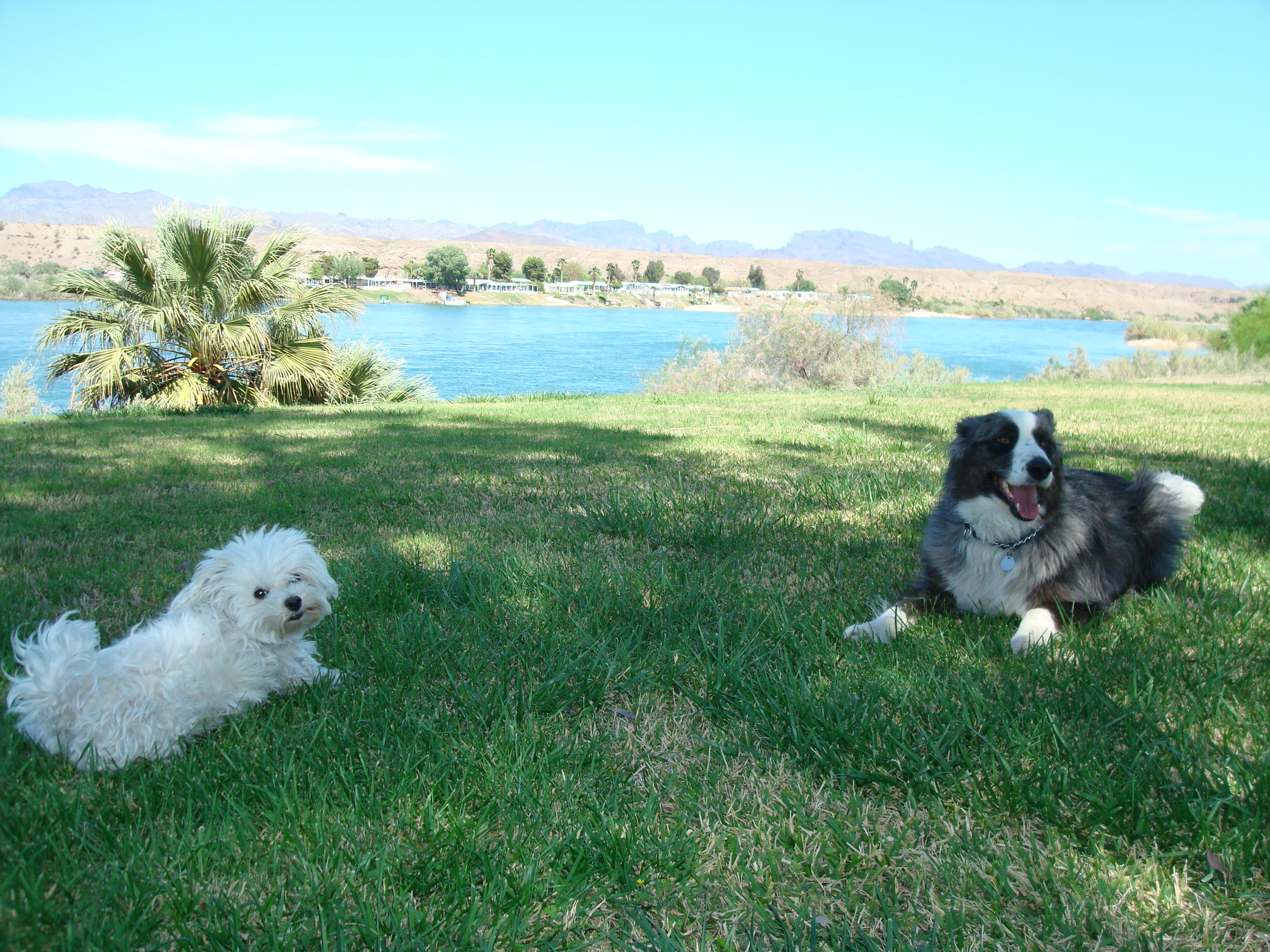 dogsplayinginParker-mar2011-48
