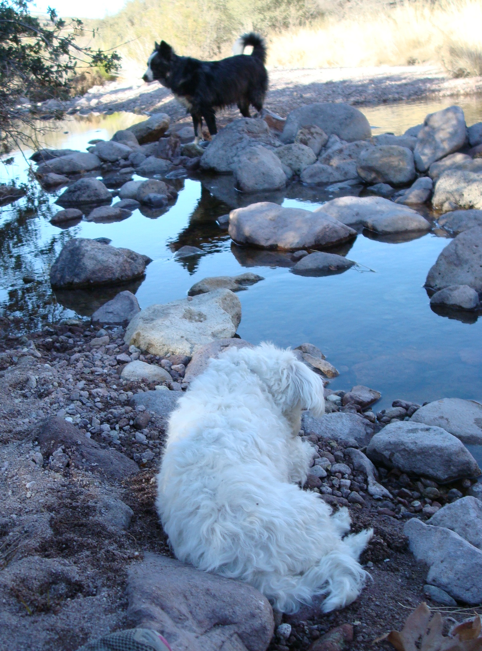 hikingwithdogs-jan2011-01