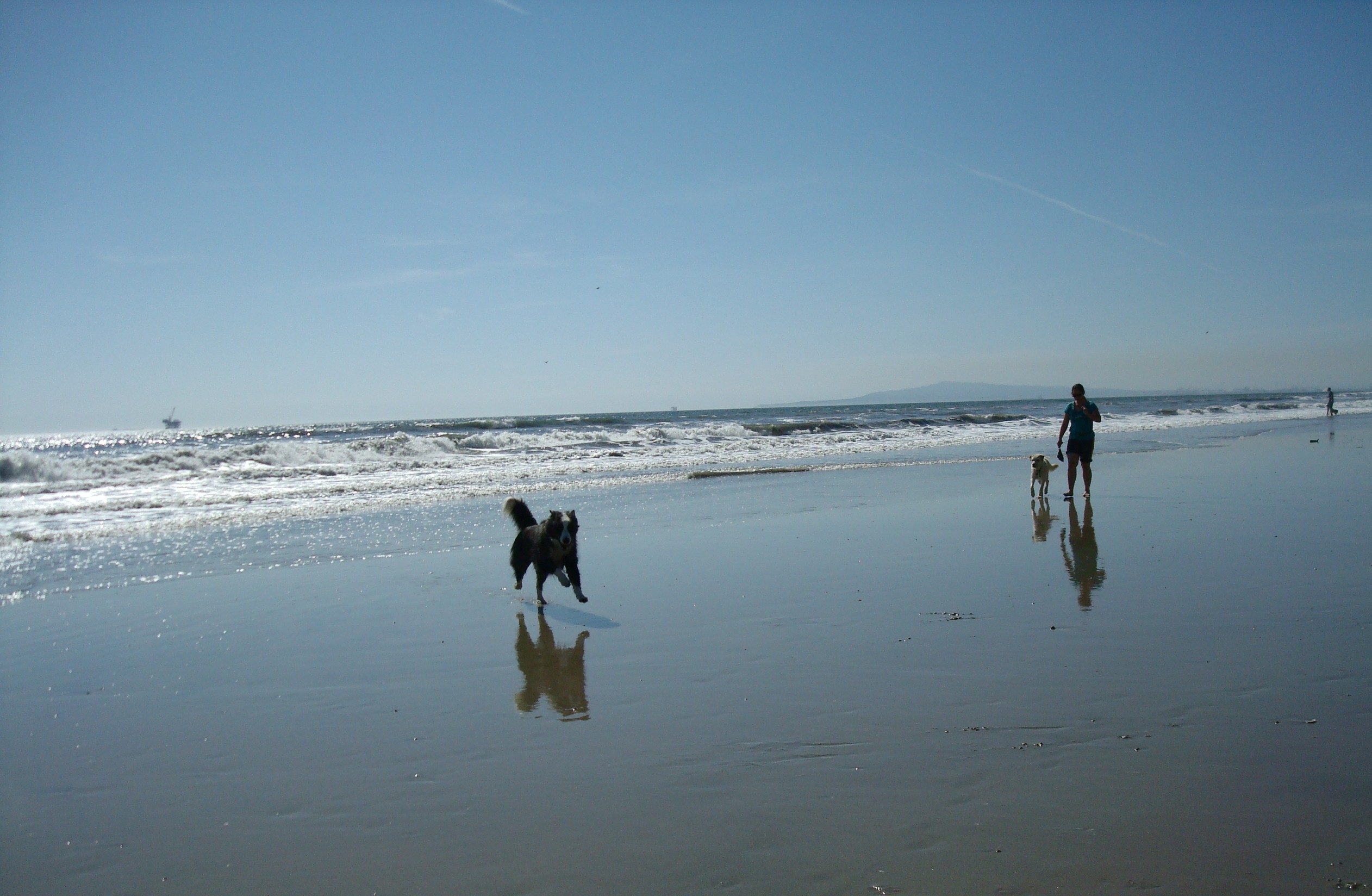 huntingtondogbeach-mar2011-79-dino