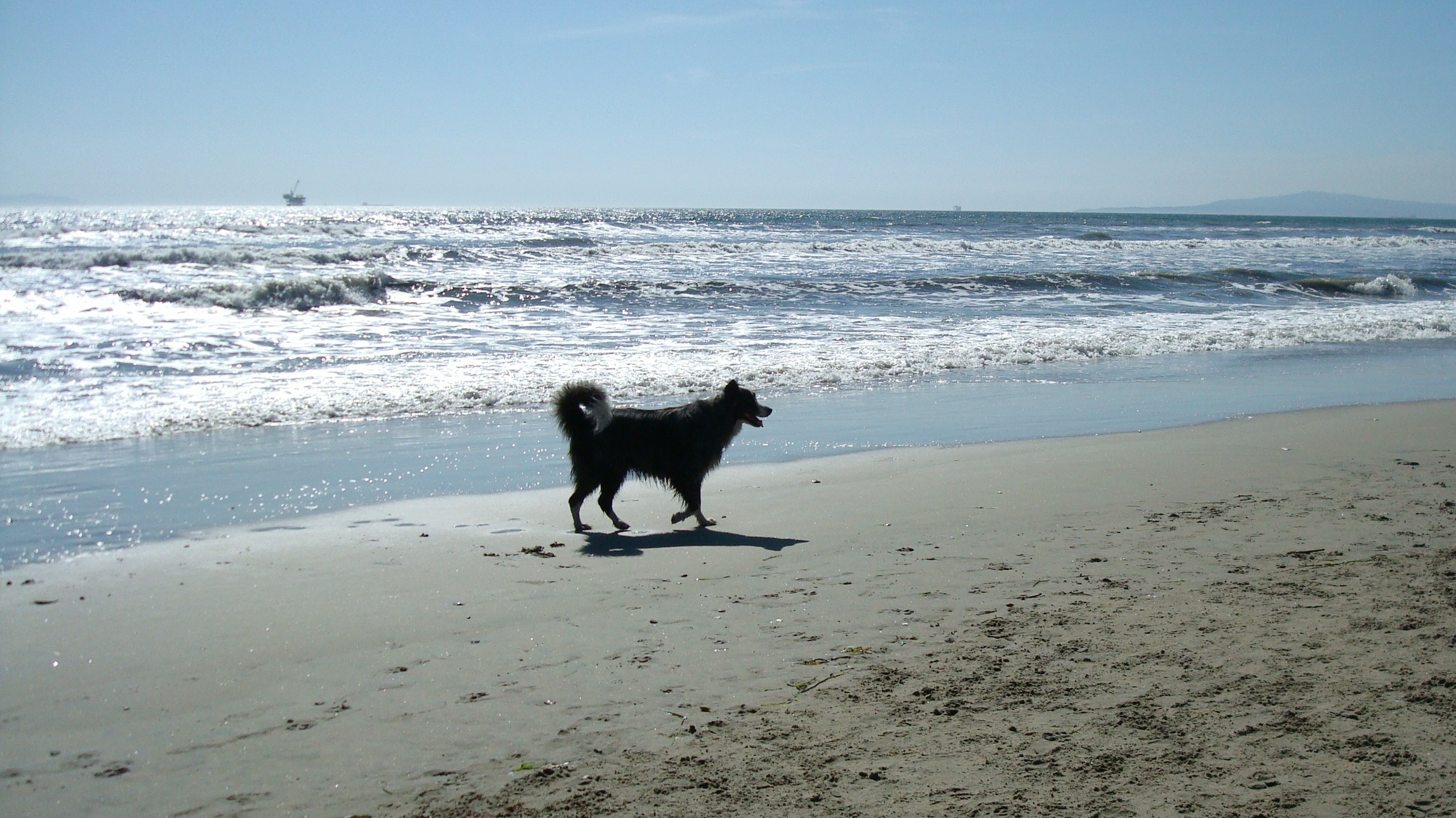 huntingtondogbeach-mar2011-86