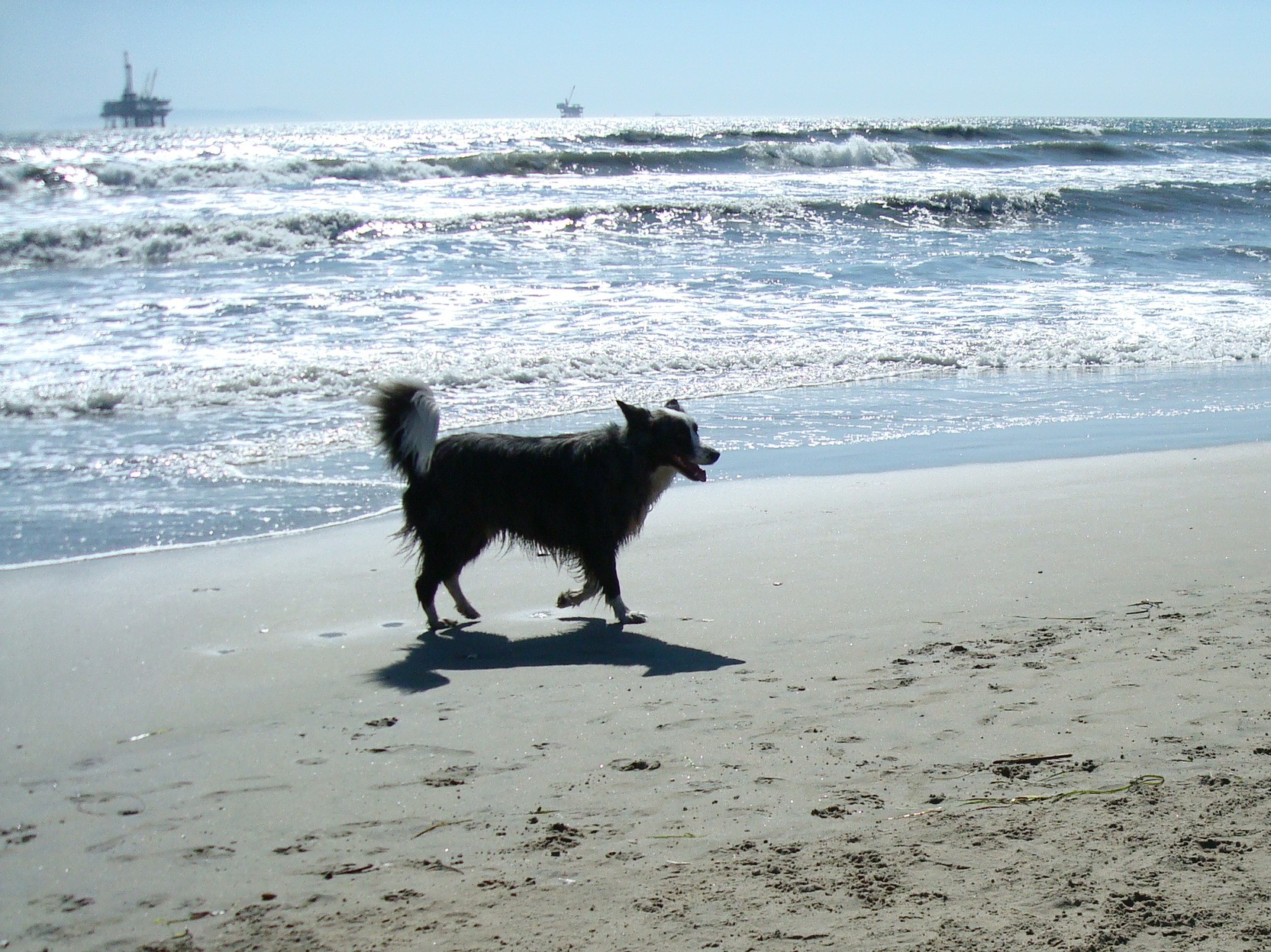 huntingtondogbeach-mar2011-87