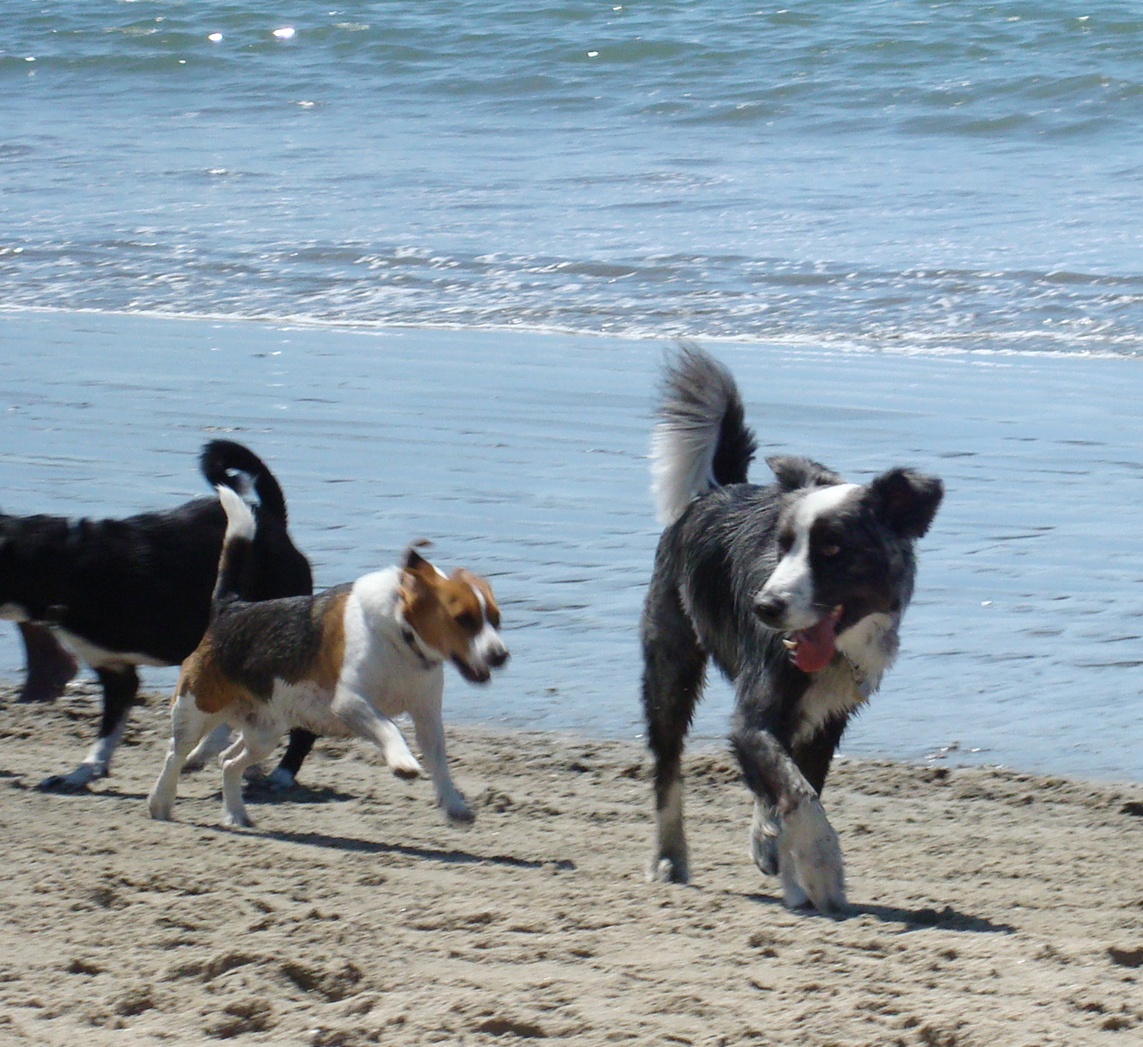 longbeachdogpark20090404-withfriends