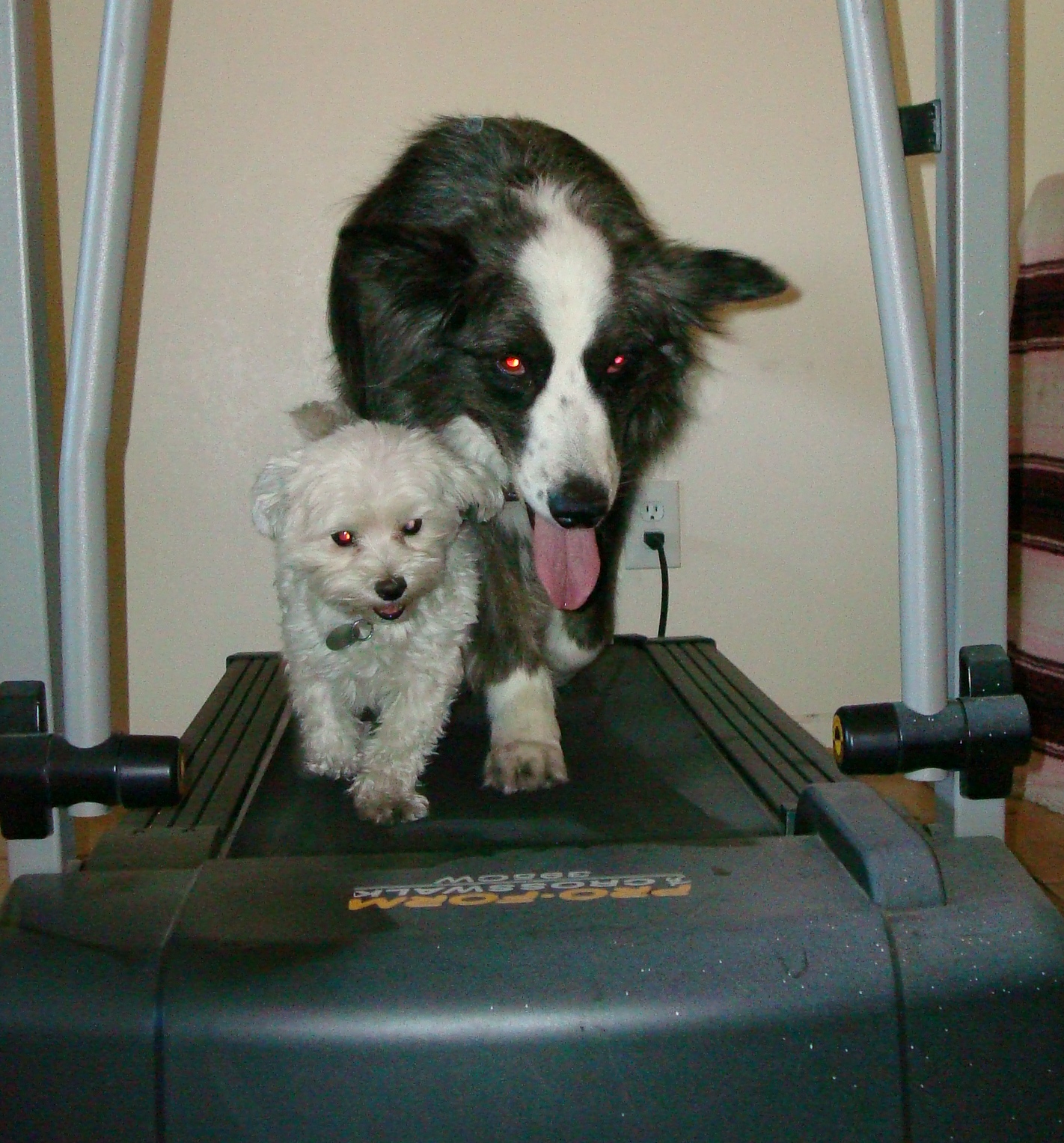 treadmill-dino&harley02-may2011