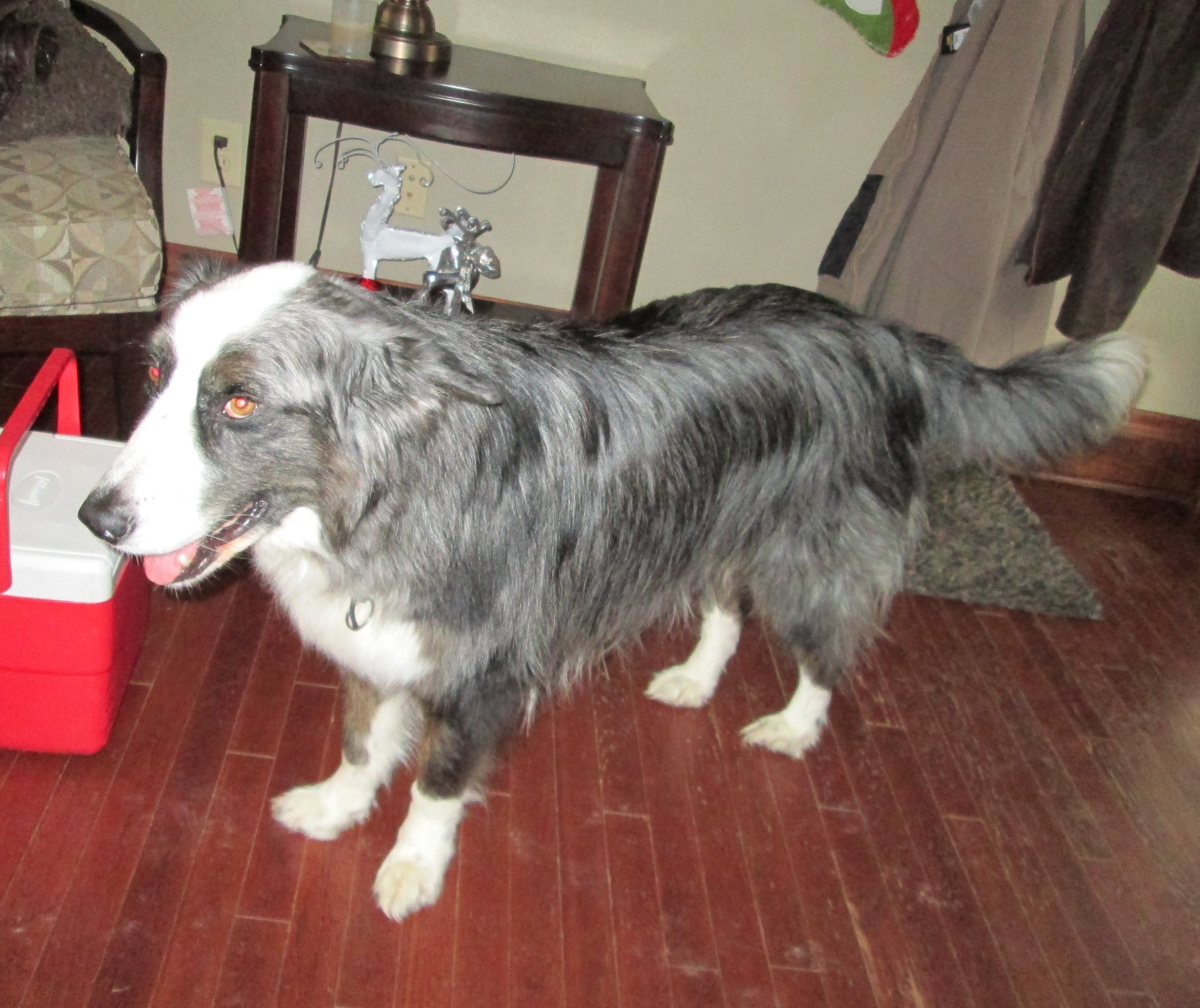 xmas2012-dinoInIndiana